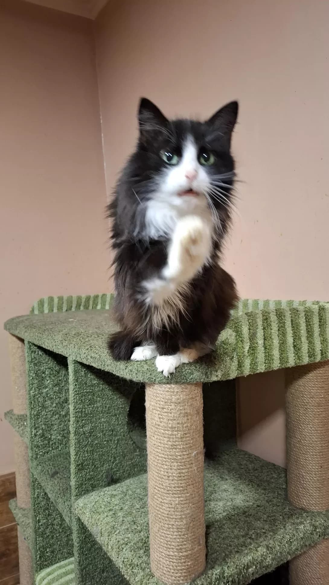 Musya (Муся), Mixed Breed (Happy Paw Dnipro)