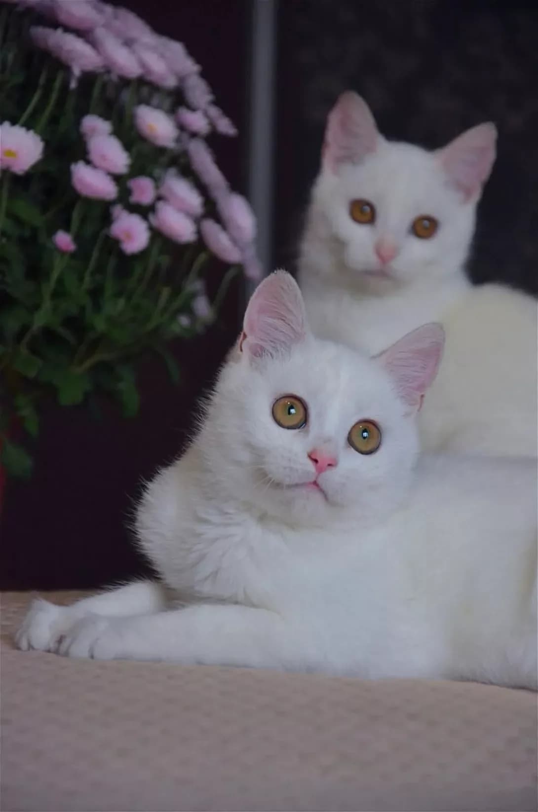 Bilenki kotiki (Біленькі котики), Mixed Breed (Happy Paw Kyiv Oblast)