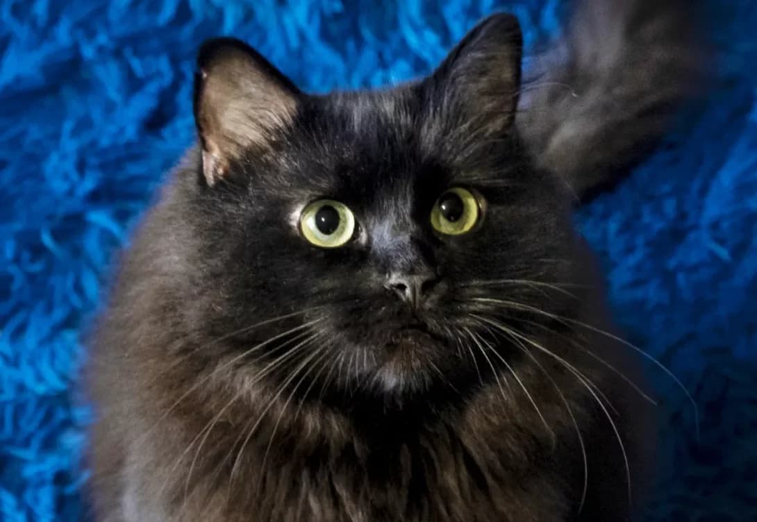 Blek (Блек), Mixed Breed (Happy Paw Kyiv)