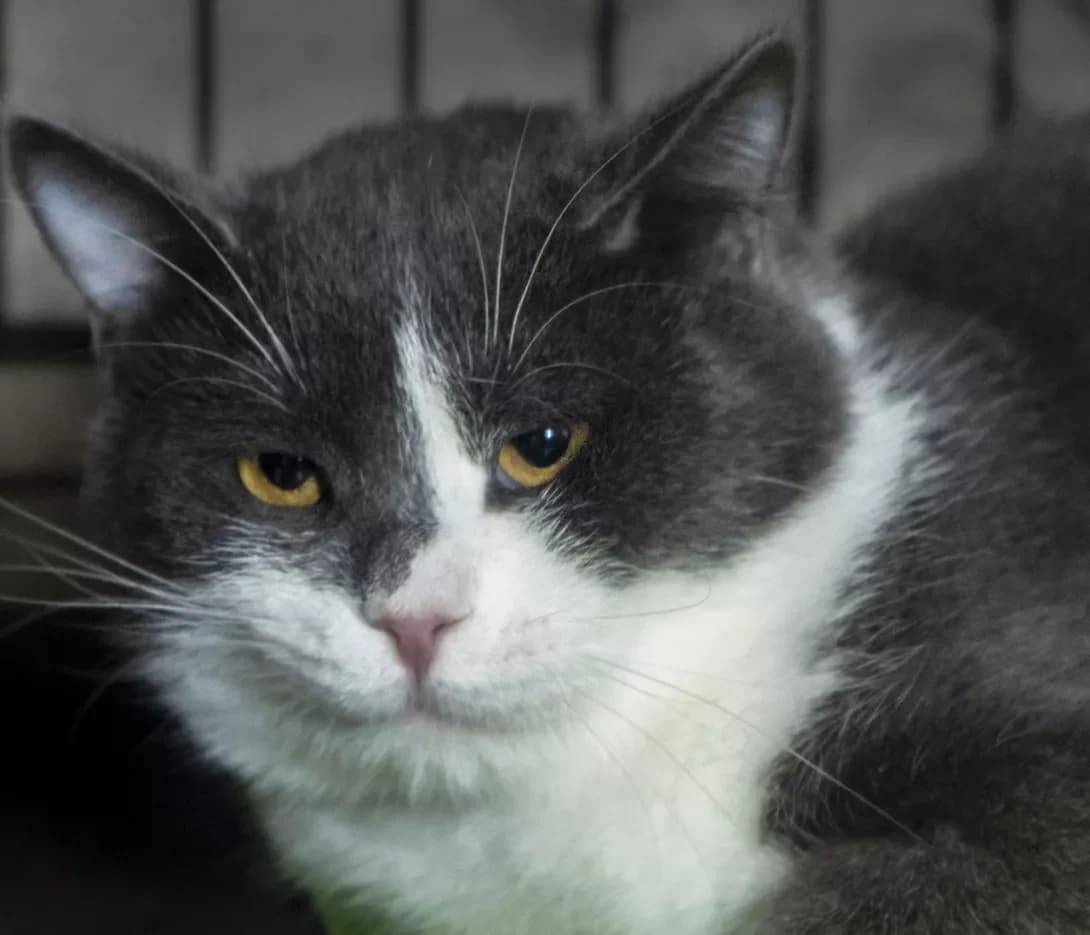 Kheppik (Хеппік), Mixed Breed (Happy Paw Kyiv)