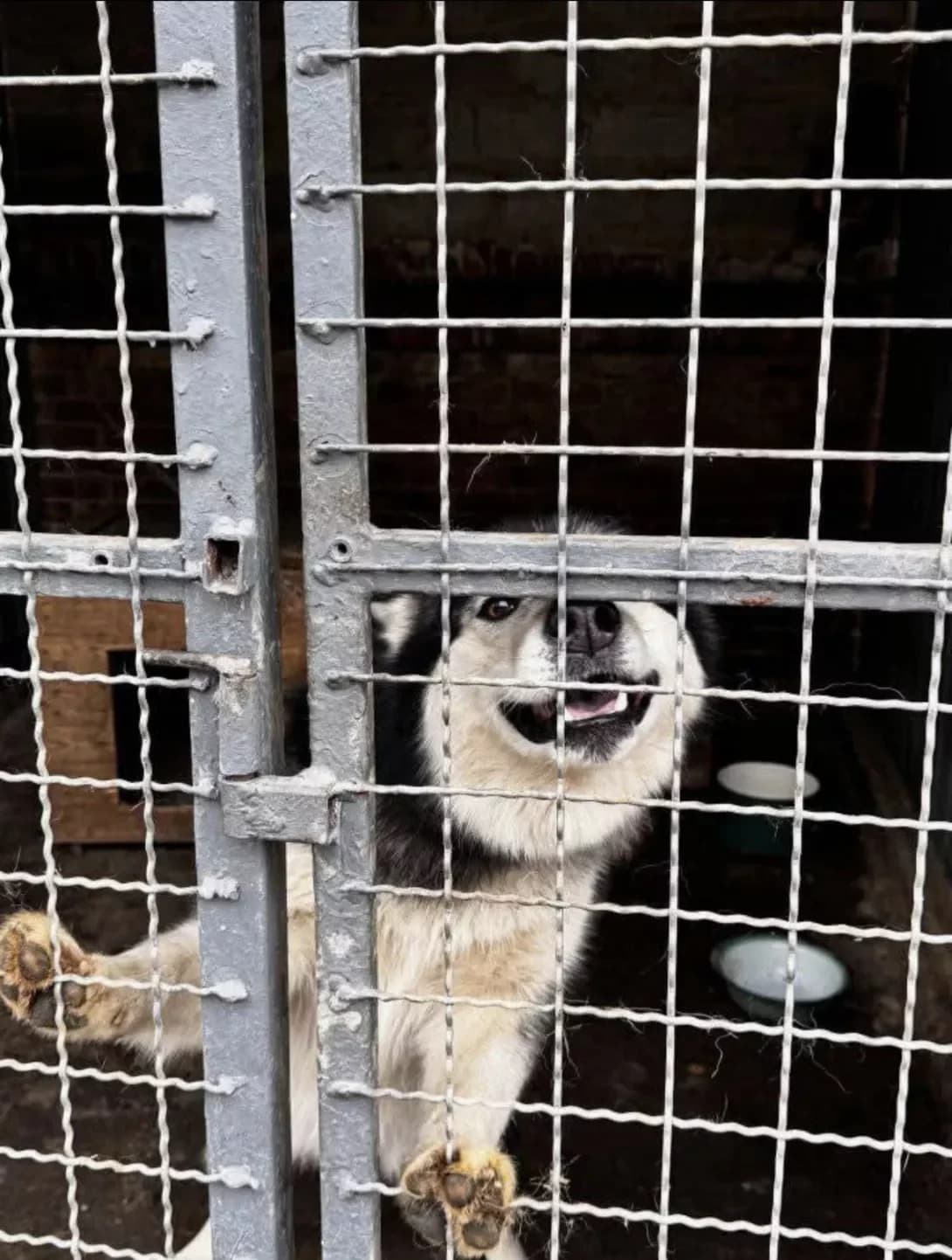 Khasya (Хася), Mixed Breed (Happy Paw Kirovohrad)