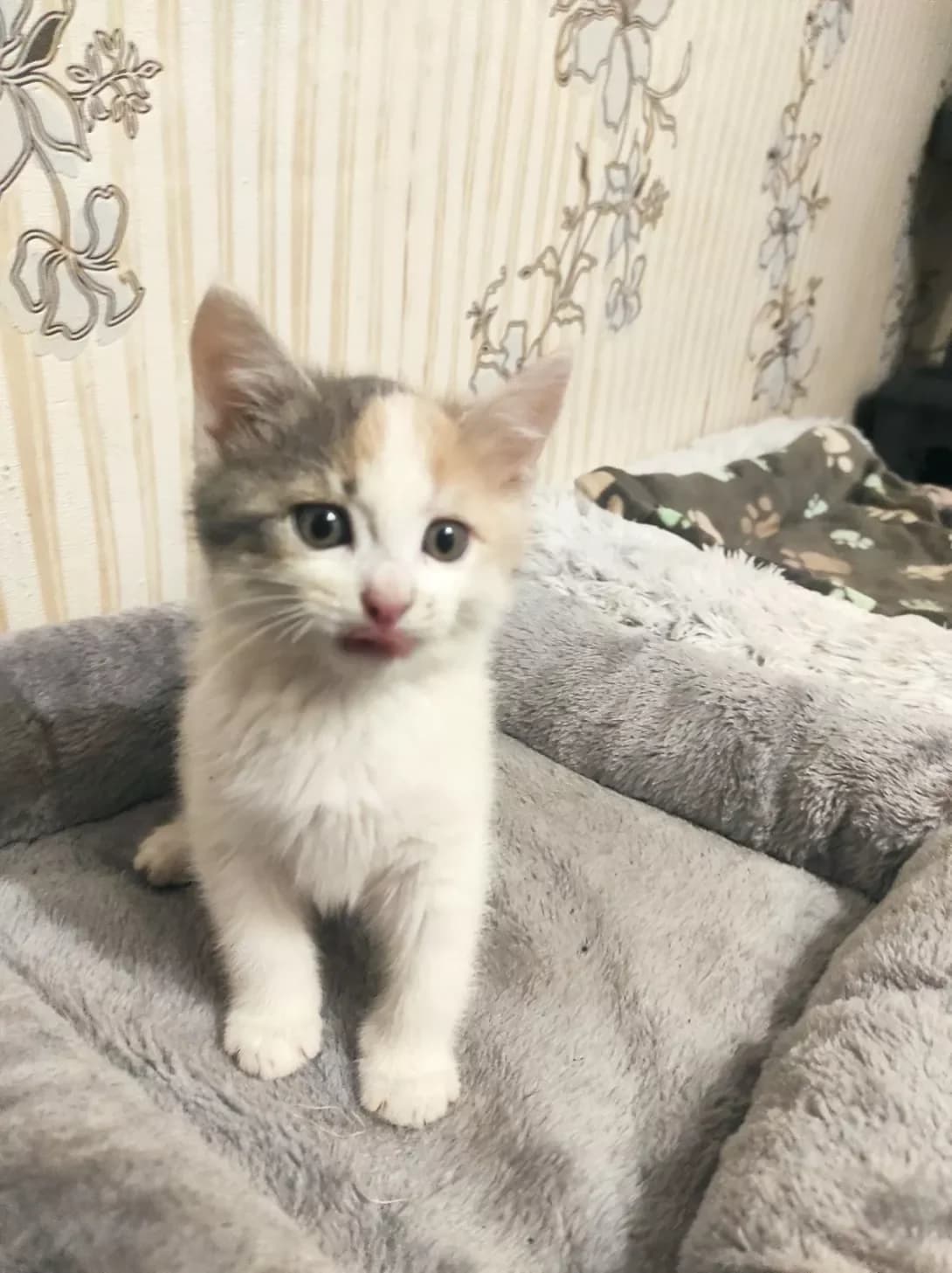 Eva (Ева), Mixed Breed (Happy Paw Zaporizhzhia)