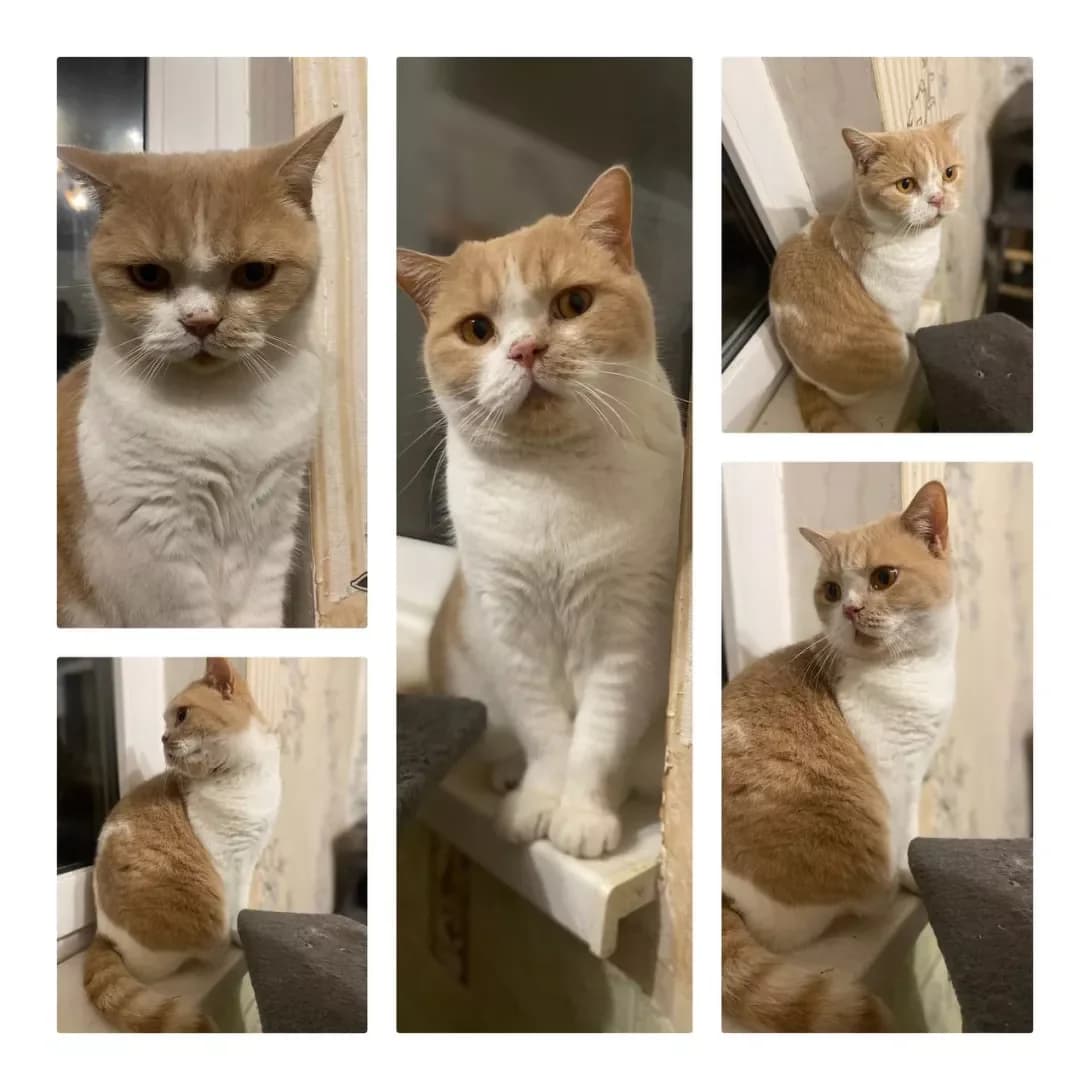 Persik (Персік), male 4yo Mixed Breed for adoption at Happy Paw Zaporizhzhia
