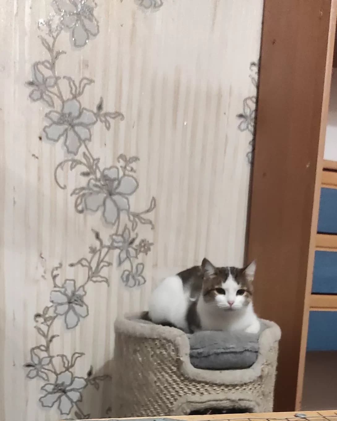 Maya (Мая), female young Mixed Breed for adoption at Happy Paw Zaporizhzhia