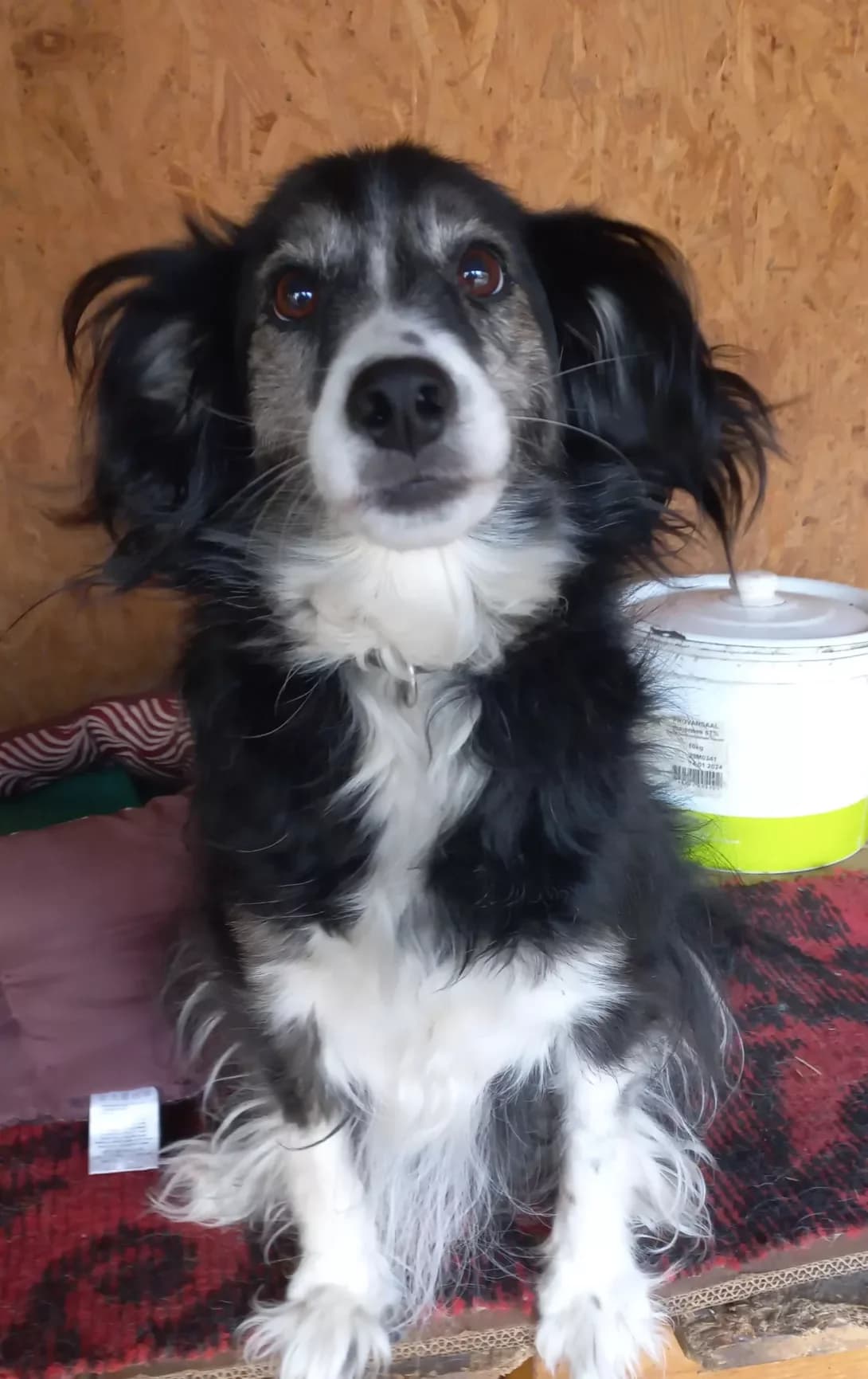 Mika (Міка), Mixed Breed (Happy Paw Kirovohrad)