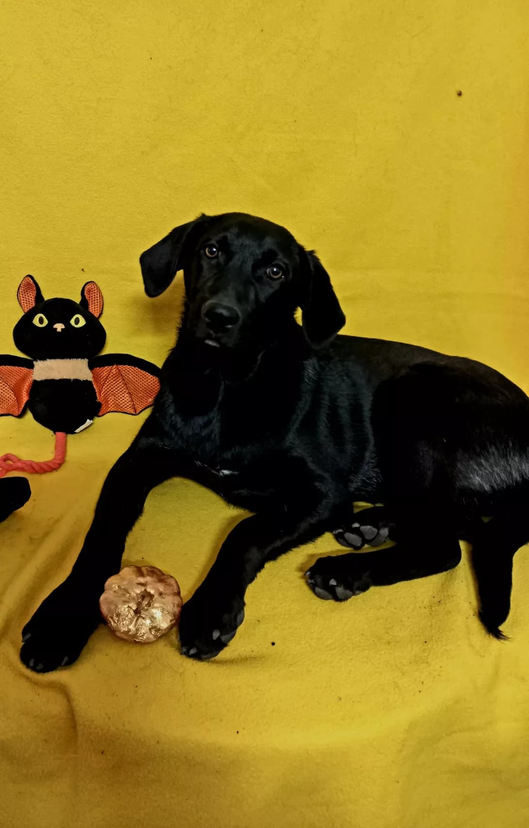 Agata (Агата), Mixed Breed (Happy Paw Kirovohrad)