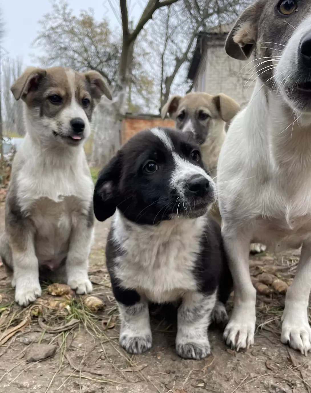 Tsutsenya (Цуценя), male puppy Mixed Breed for adoption at Happy Paw Kirovohrad