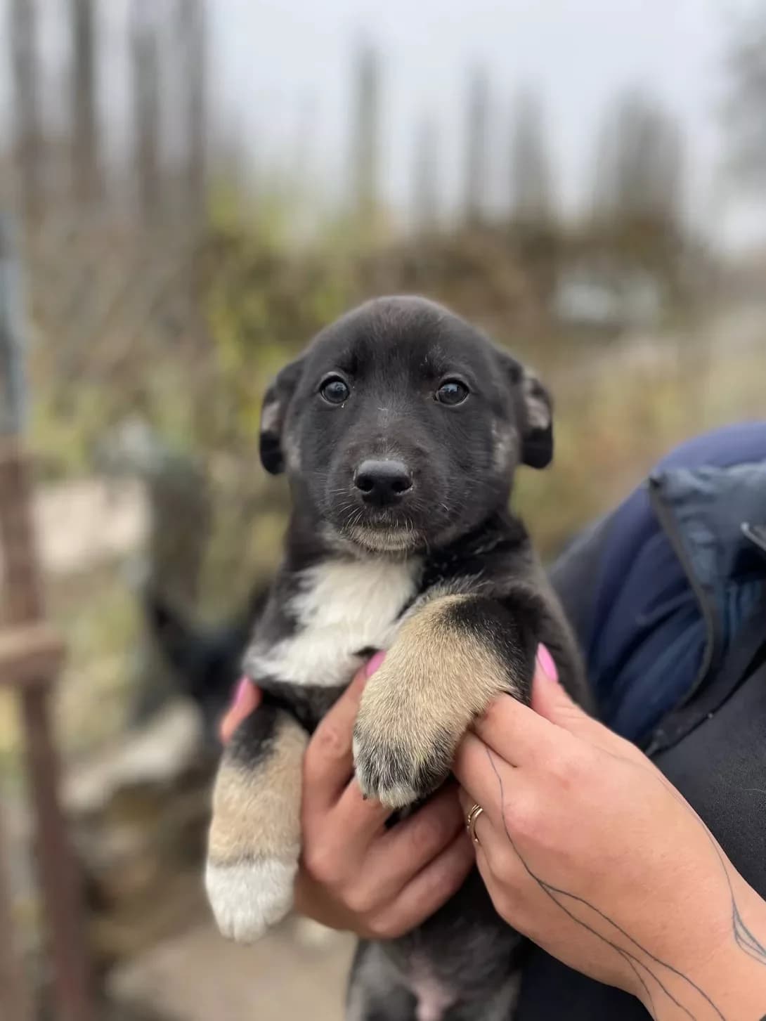 Tsutsenya (Цуценя), male puppy Mixed Breed for adoption at Happy Paw Kirovohrad