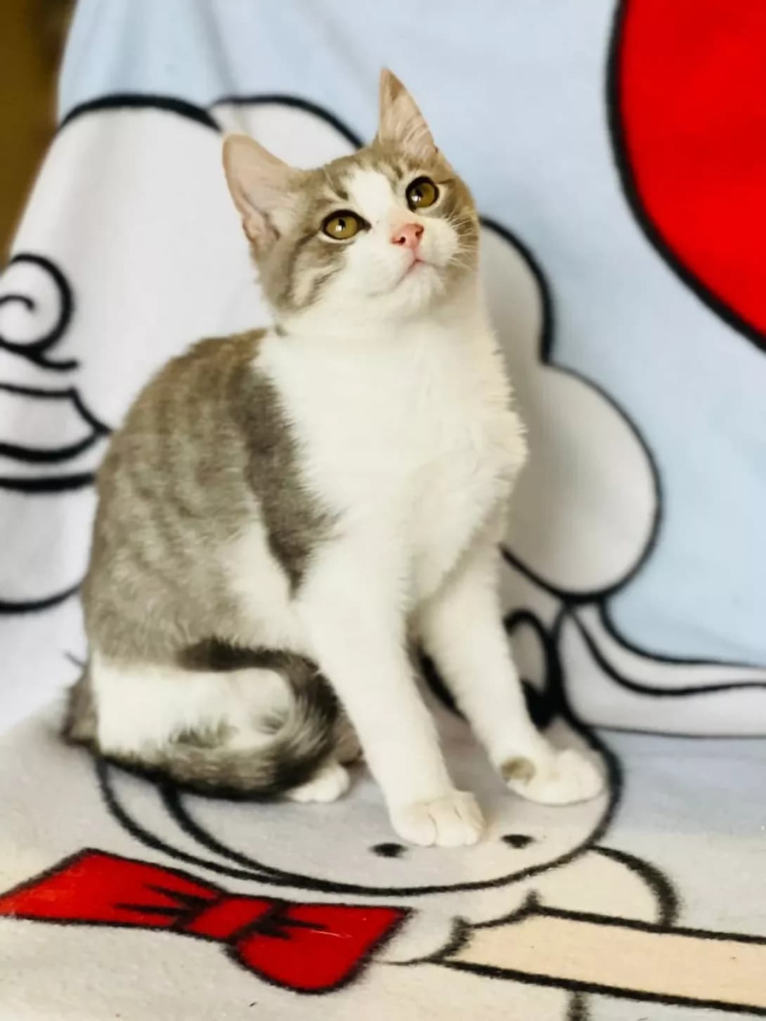 Bob (Боб), Mixed Breed (Happy Paw Kyiv)