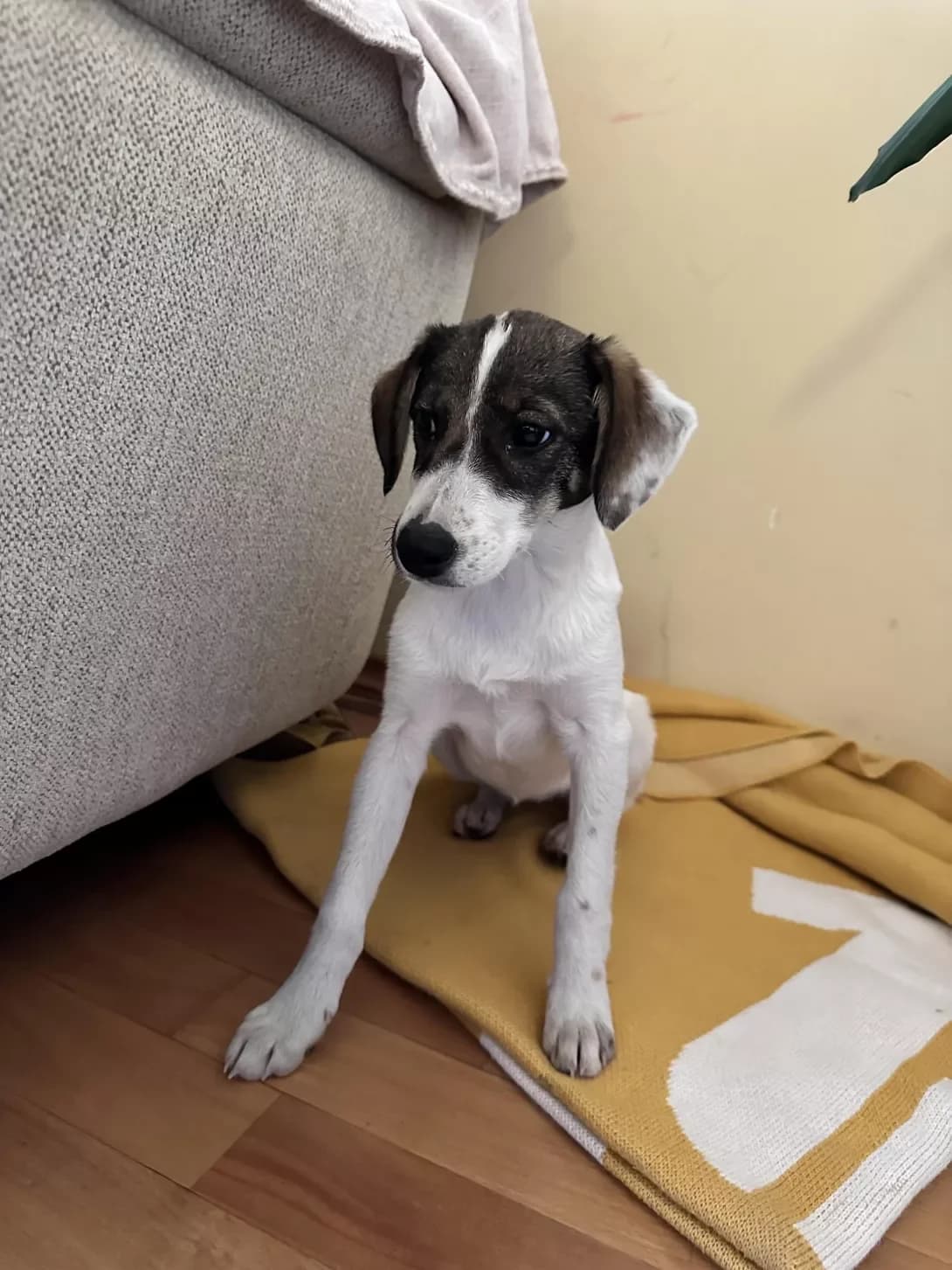 Zhuzha (timchasovo) (Жужа (тимчасово)), female puppy Mixed Breed for adoption at Happy Paw Zakarpattia Oblast