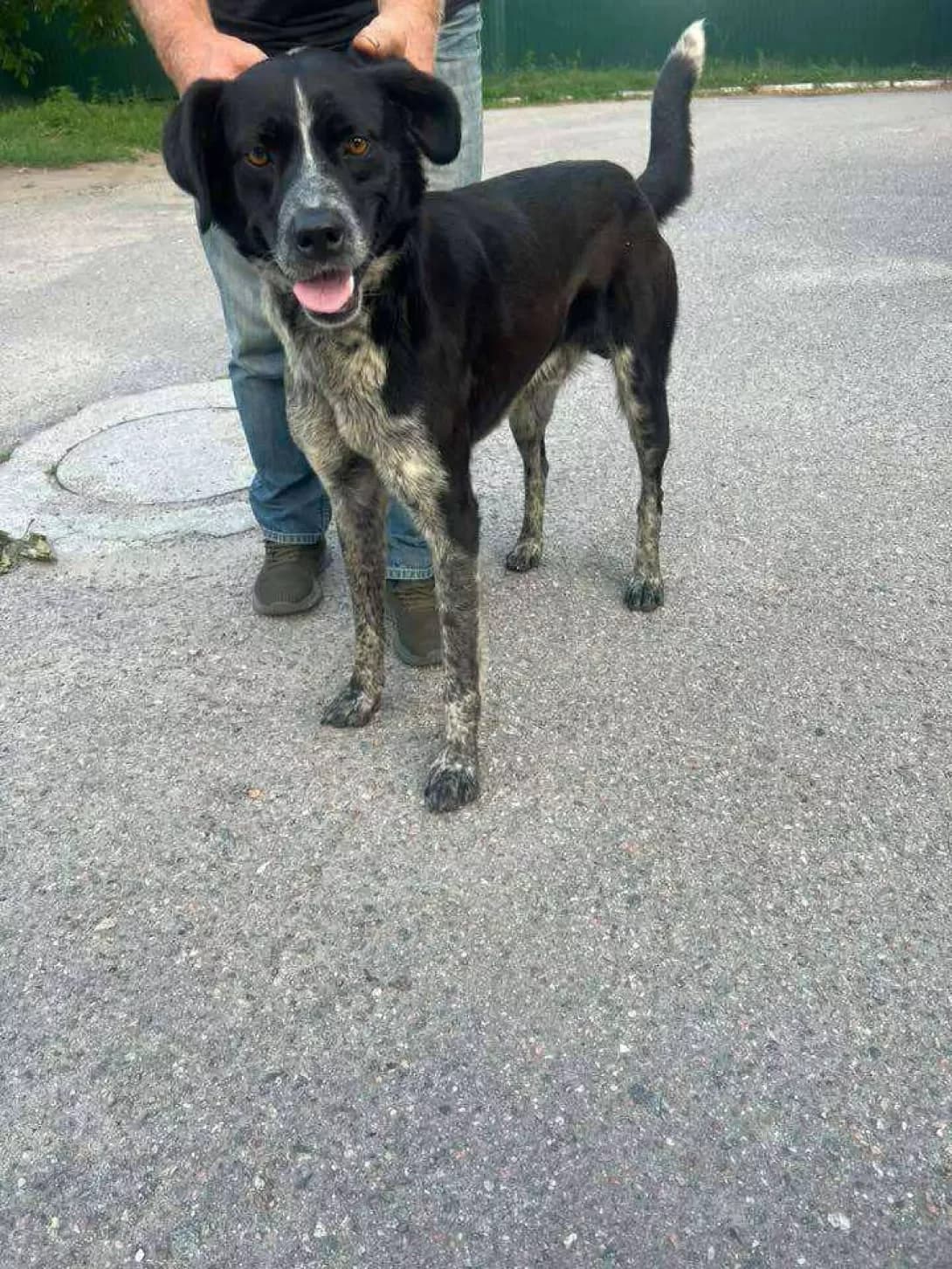 Forest (Форест), Mixed Breed (Happy Paw Kirovohrad)