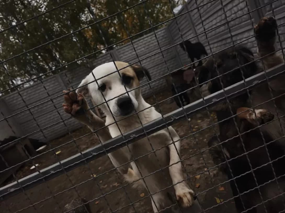 Bim (Бім), Mixed Breed (Happy Paw Kirovohrad)