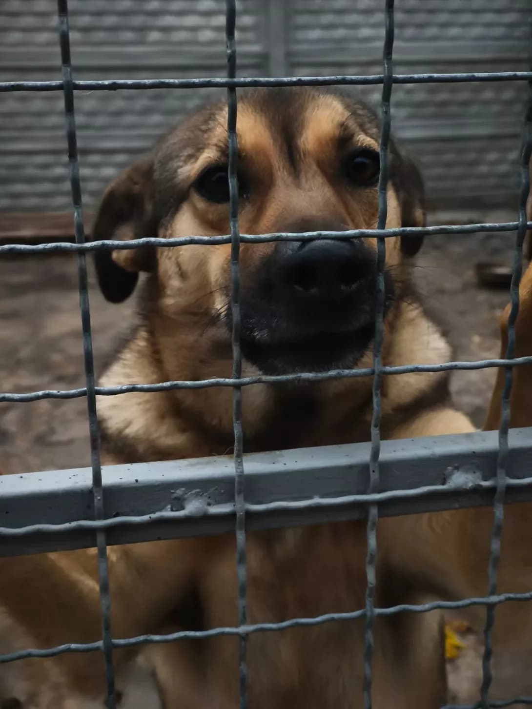 Luna (Луна), Mixed Breed (Happy Paw Kirovohrad)