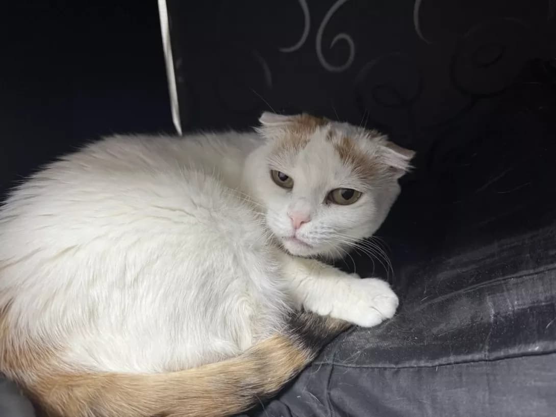 Maya (Мая), female 5yo Mixed Breed for adoption at Happy Paw Sumy Oblast