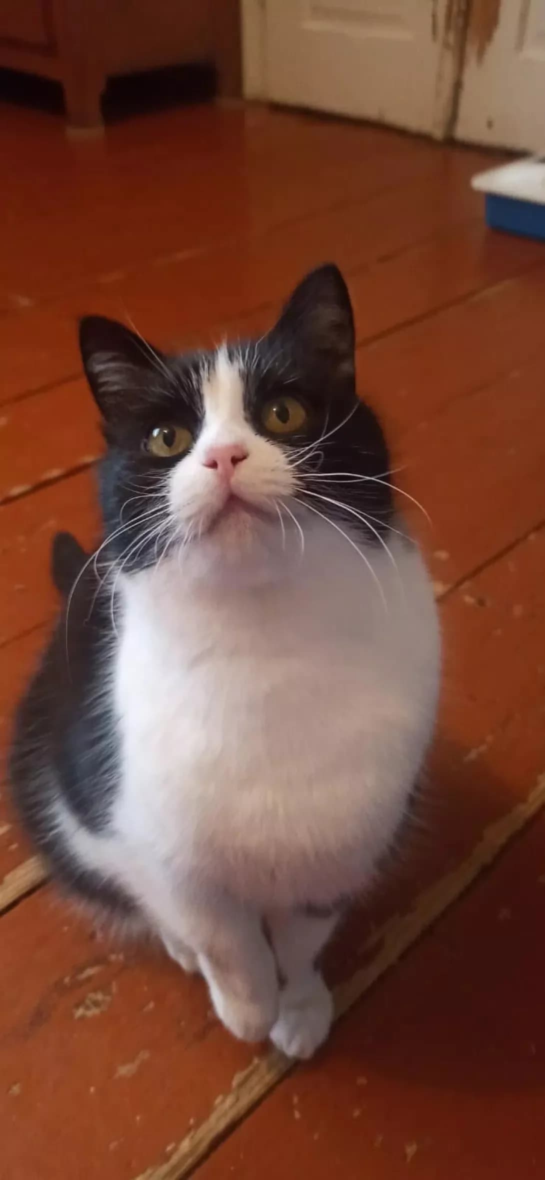 Masya (Мася), female young Mixed Breed for adoption at Happy Paw Ivano-Frankivsk Oblast