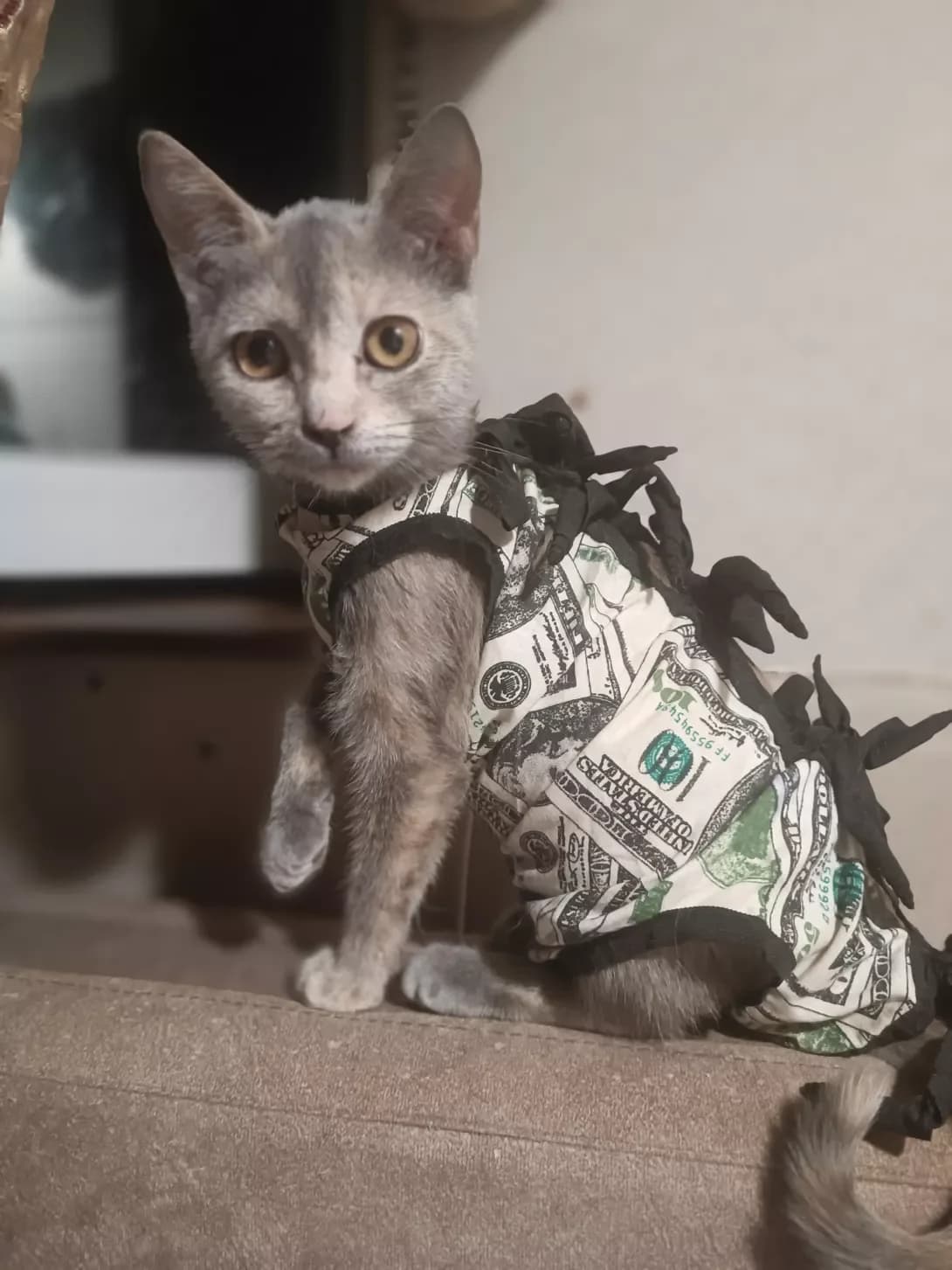 Nadiya (Надія), female puppy Mixed Breed for adoption at Happy Paw Mykolaiv Oblast