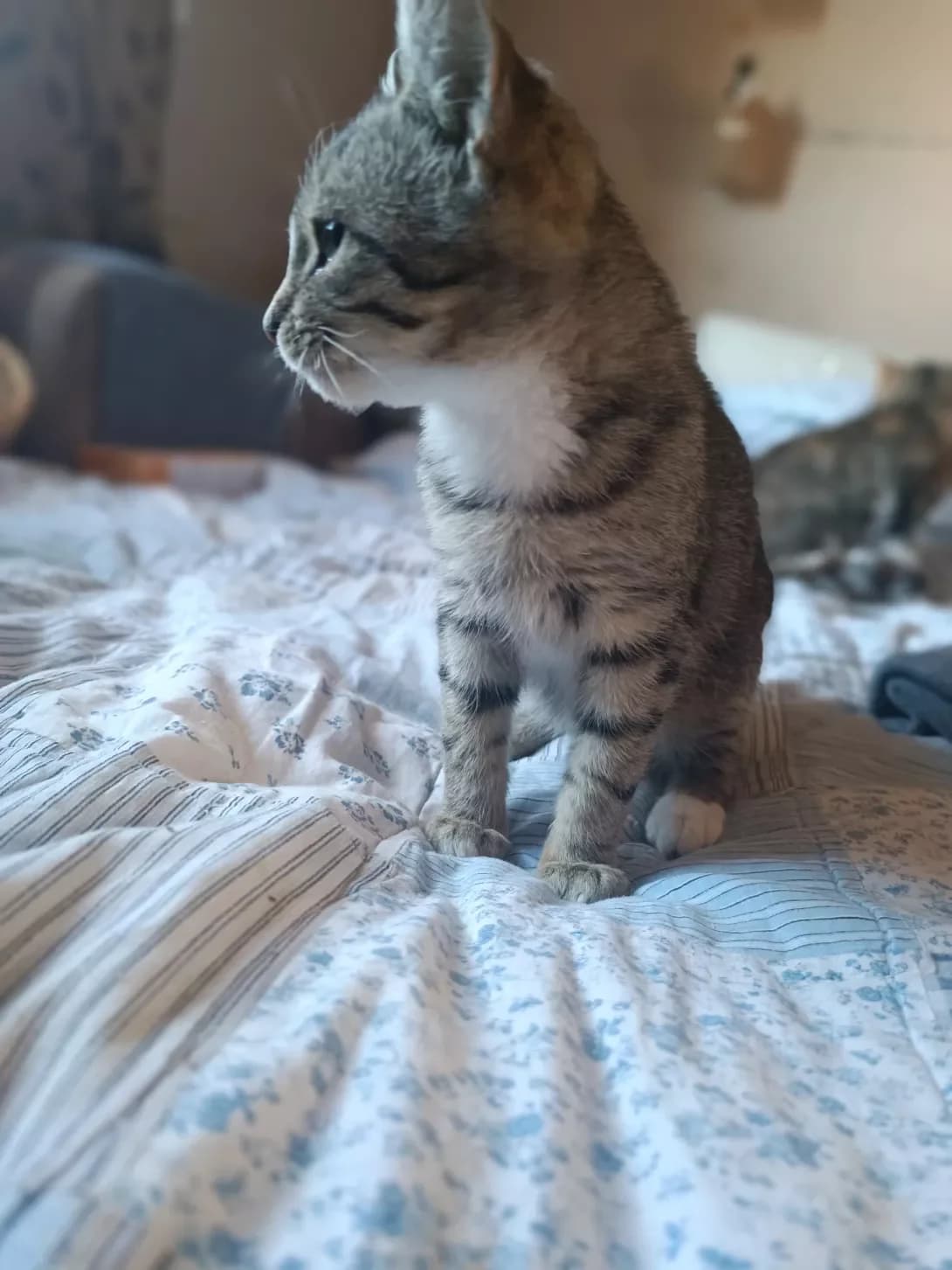 Khvostik (Хвостик), male puppy Mixed Breed for adoption at Happy Paw Mykolaiv Oblast