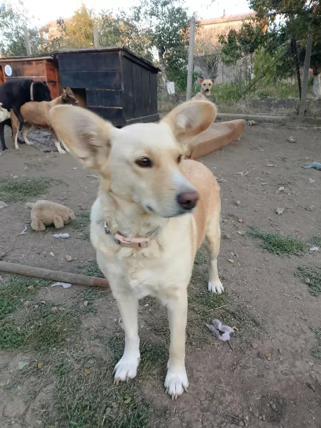Lola (Лола), Mixed Breed (Happy Paw Mykolaiv Oblast)