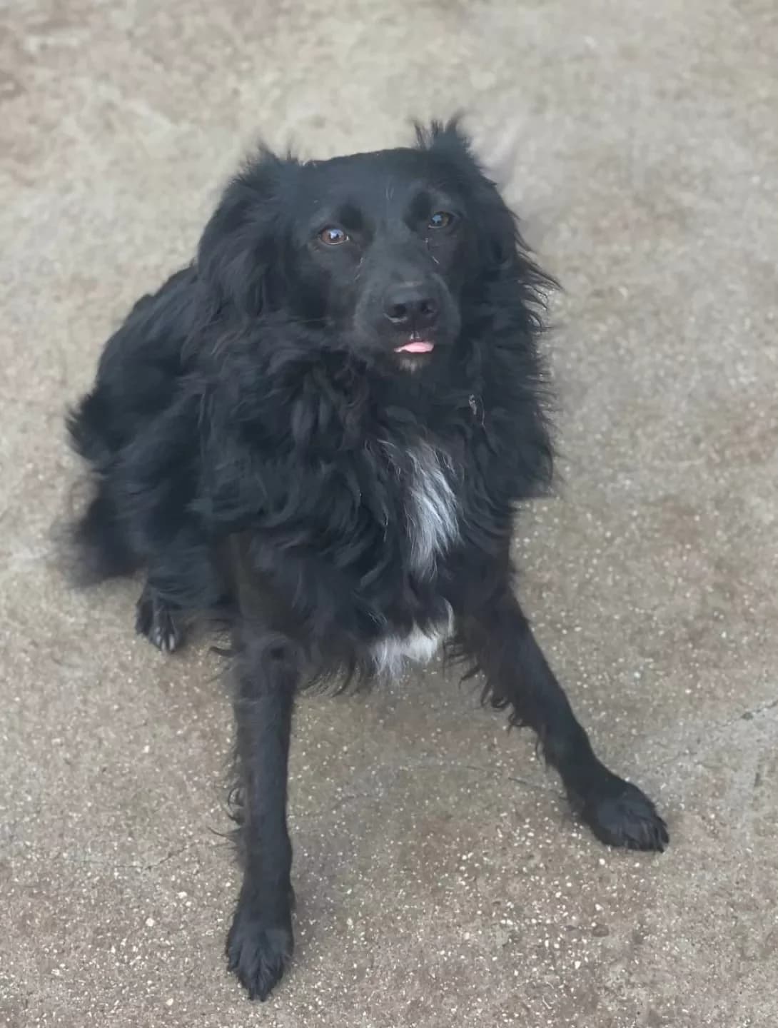 Mukha (Муха), Mixed Breed (Happy Paw Mykolaiv Oblast)