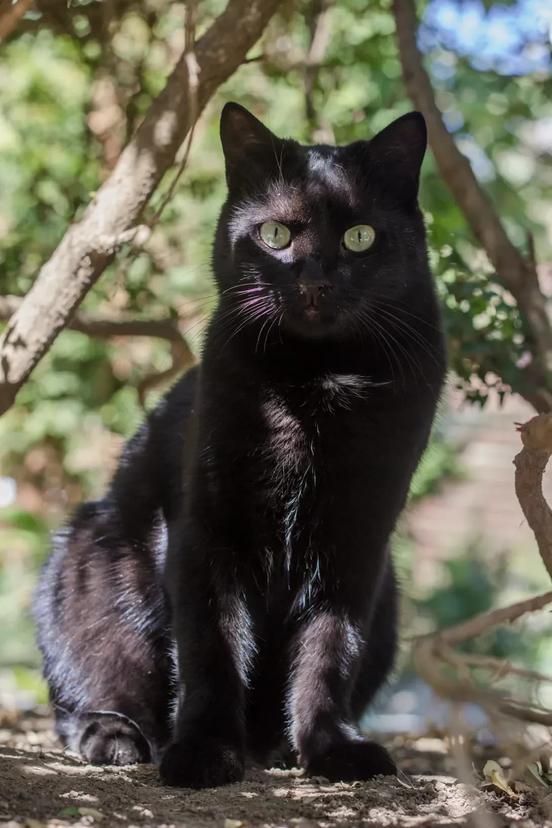 Nika (Ніка), female 5yo Mixed Breed for adoption at Happy Paw Mykolaiv Oblast