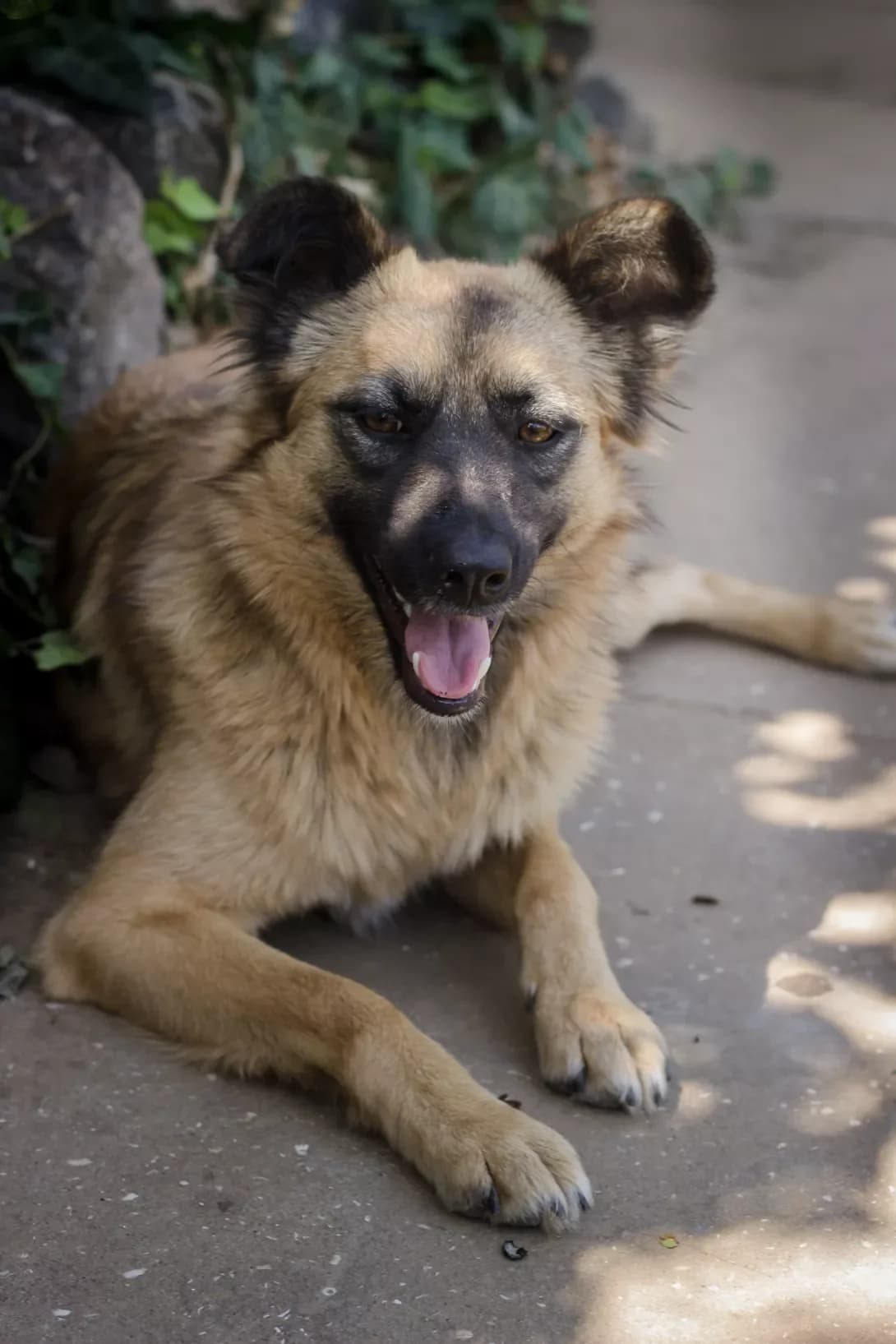 Zaya (Зая), Mixed Breed (Happy Paw Mykolaiv Oblast)