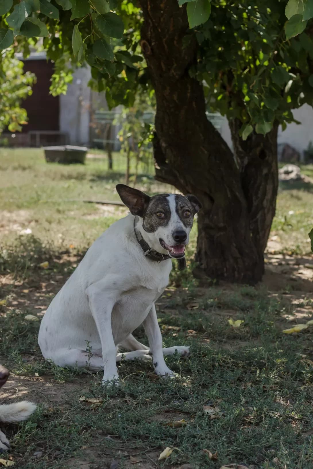 Ben (Бен), Mixed Breed (Happy Paw Mykolaiv Oblast)