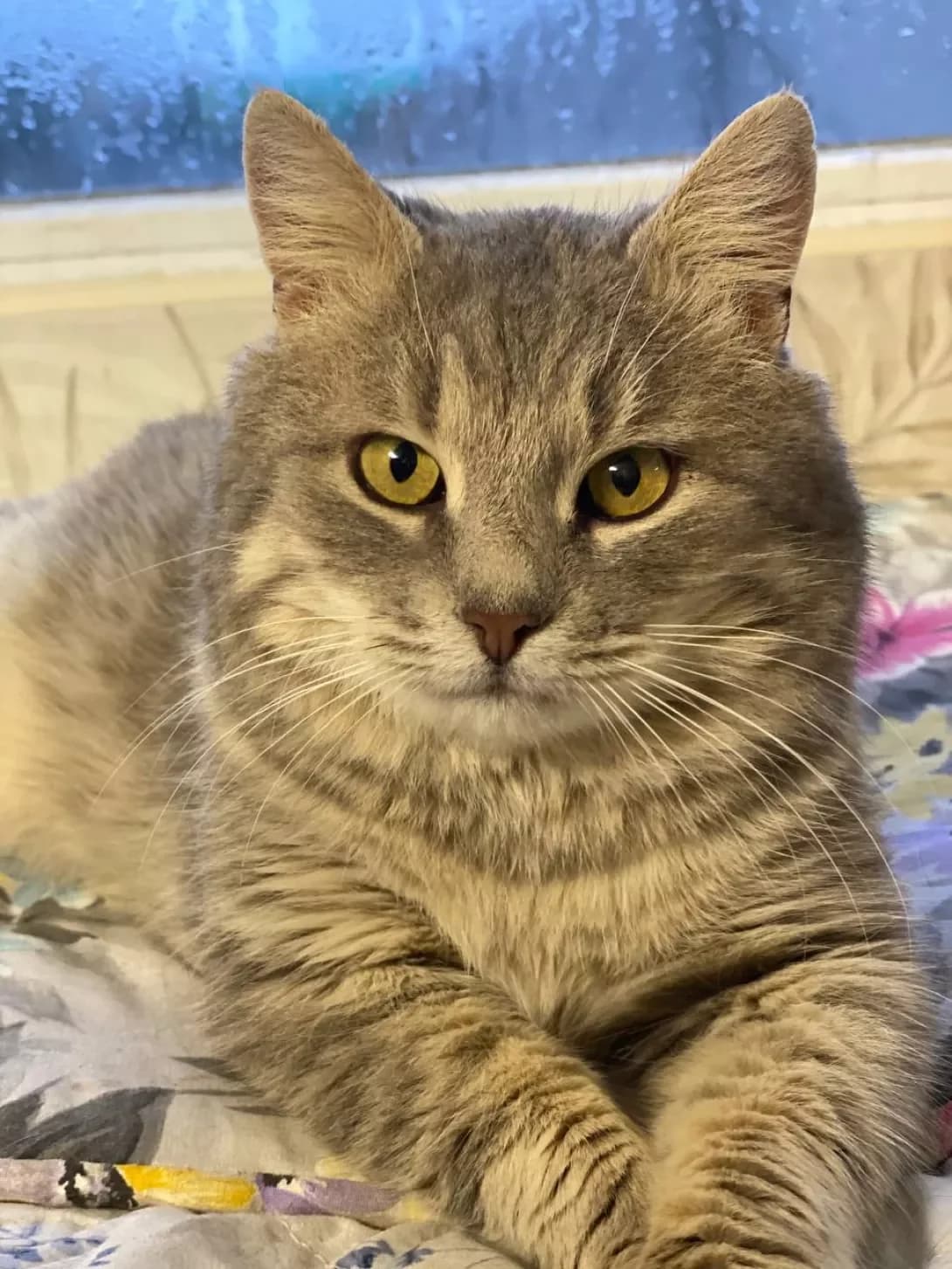 Byenya (Бєня), female young Mixed Breed for adoption at Happy Paw Mykolaiv Oblast