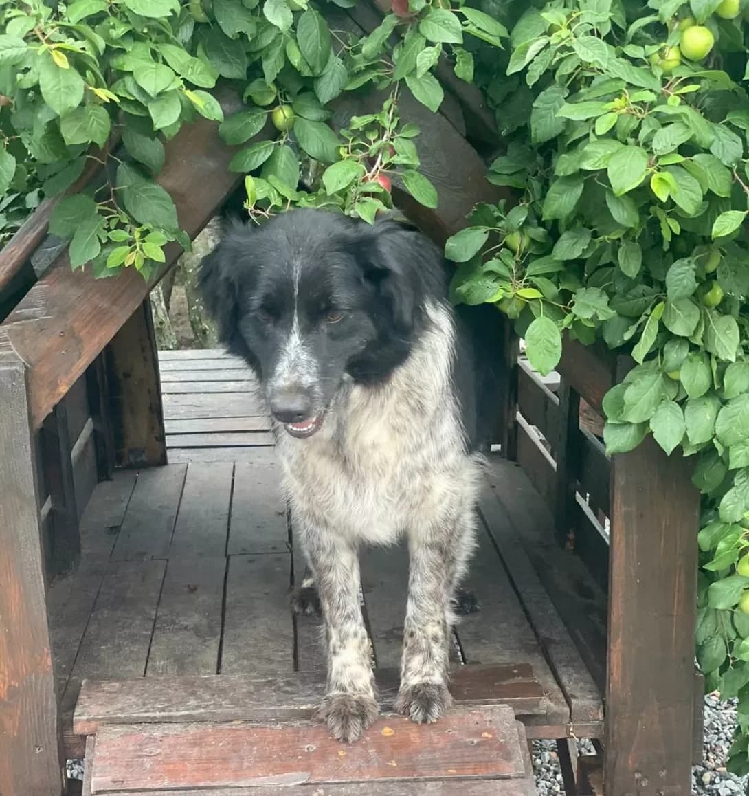 Lyusya (Люся), female 4yo Mixed Breed for adoption at Happy Paw Mykolaiv Oblast