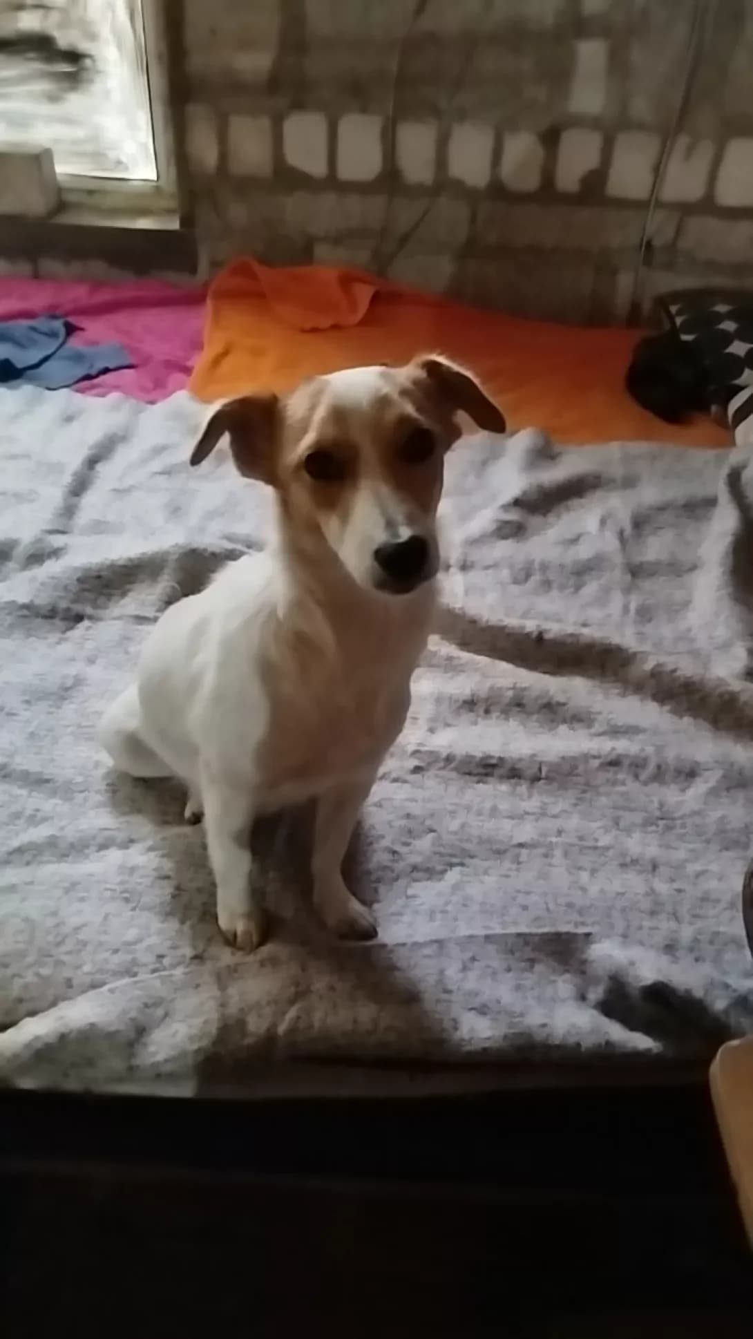 Masha (Маша), Mixed Breed (Happy Paw Mykolaiv Oblast)