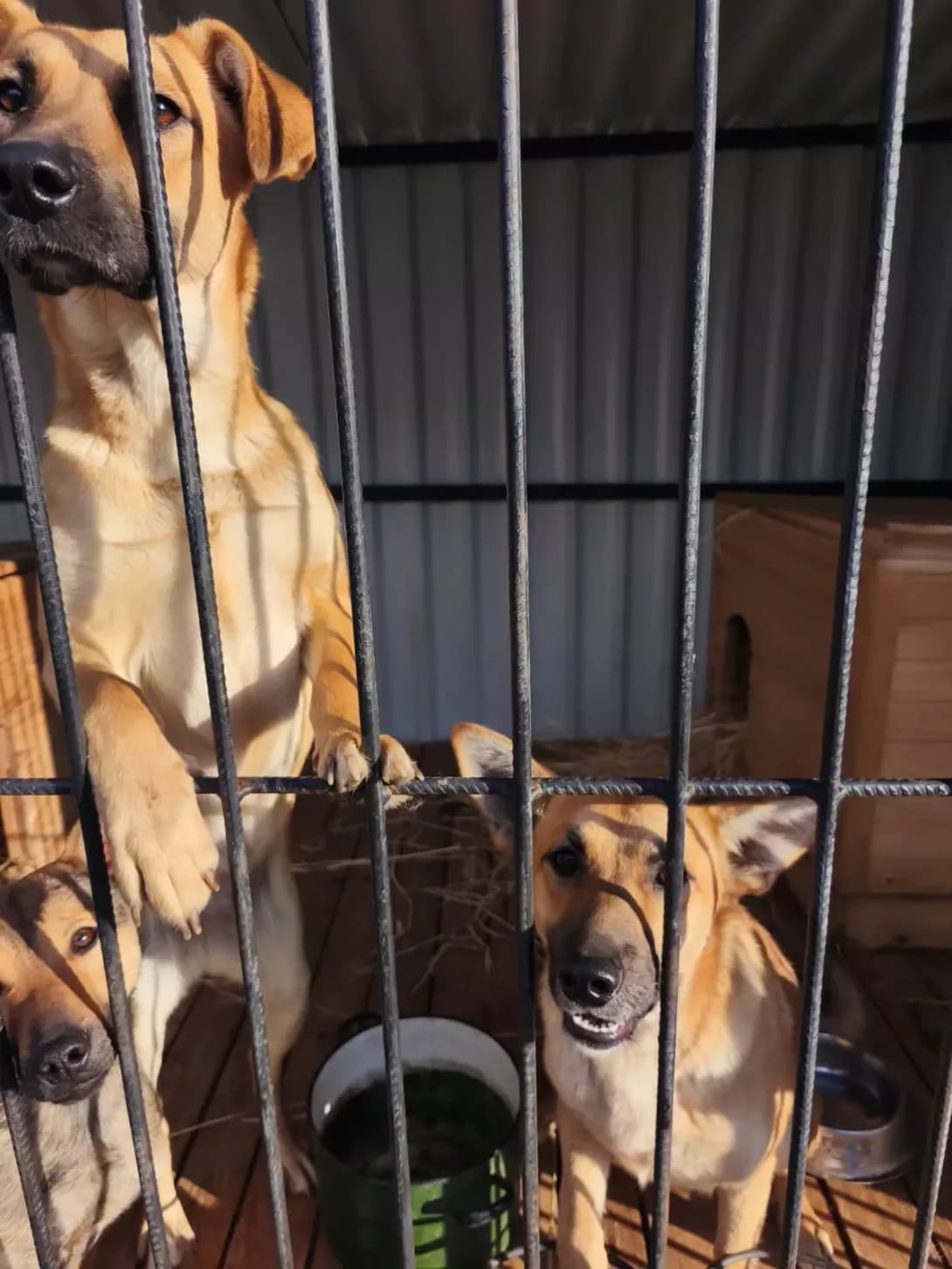 Masha i Dasha (Маша і Даша), Mixed Breed (Happy Paw Kirovohrad)