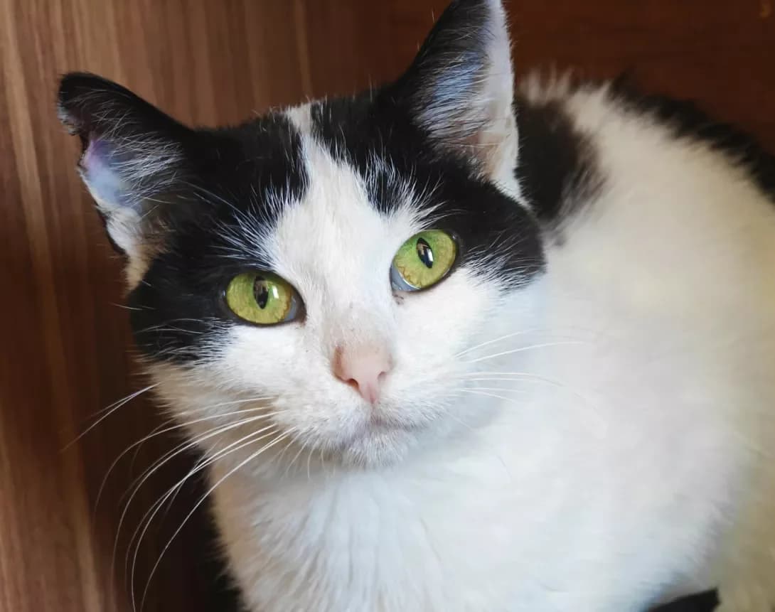 Alsu (Алсу), Mixed Breed (Happy Paw Kyiv)