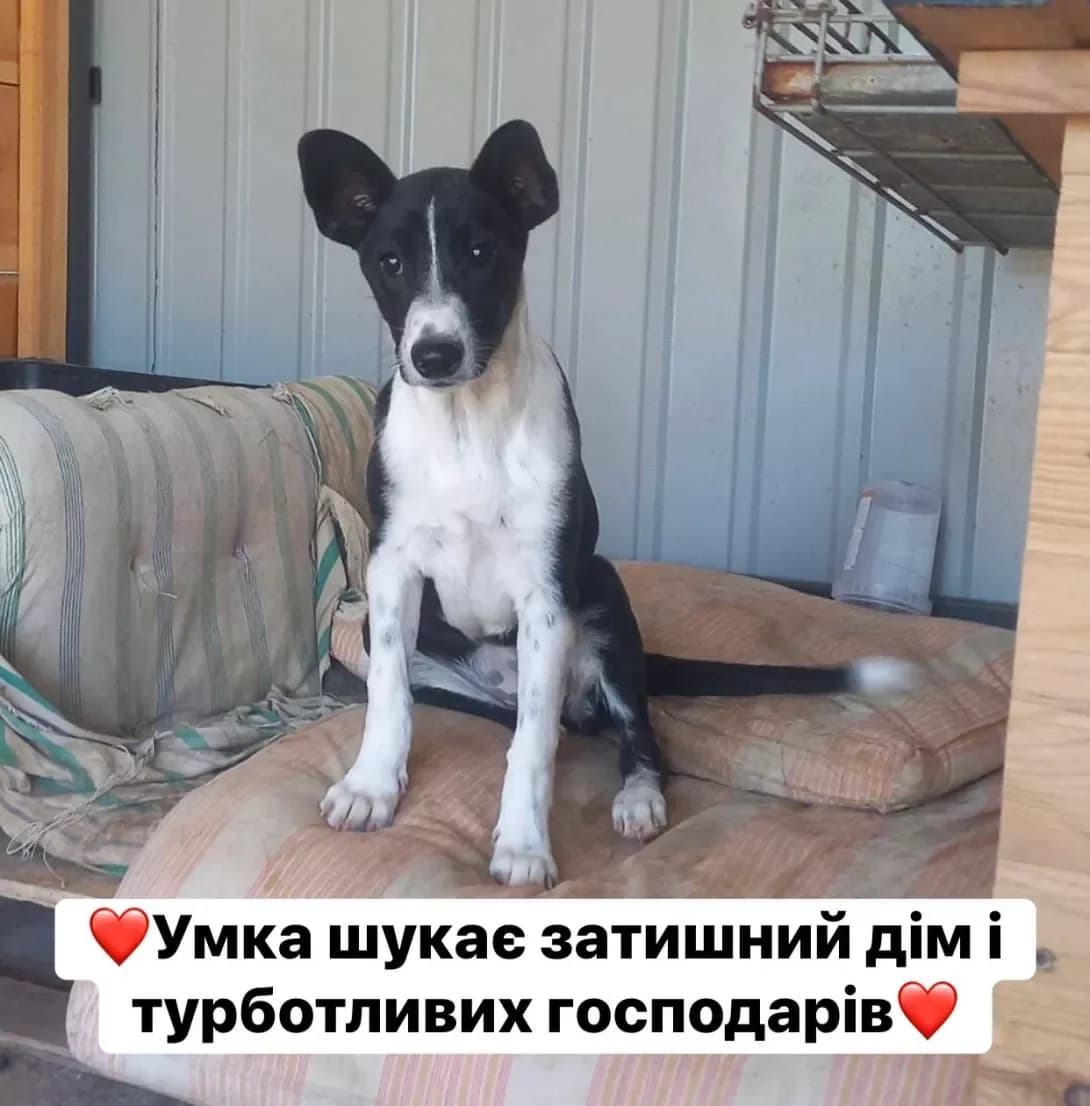 Umka (Умка), female puppy Mixed Breed for adoption at Happy Paw Kirovohrad