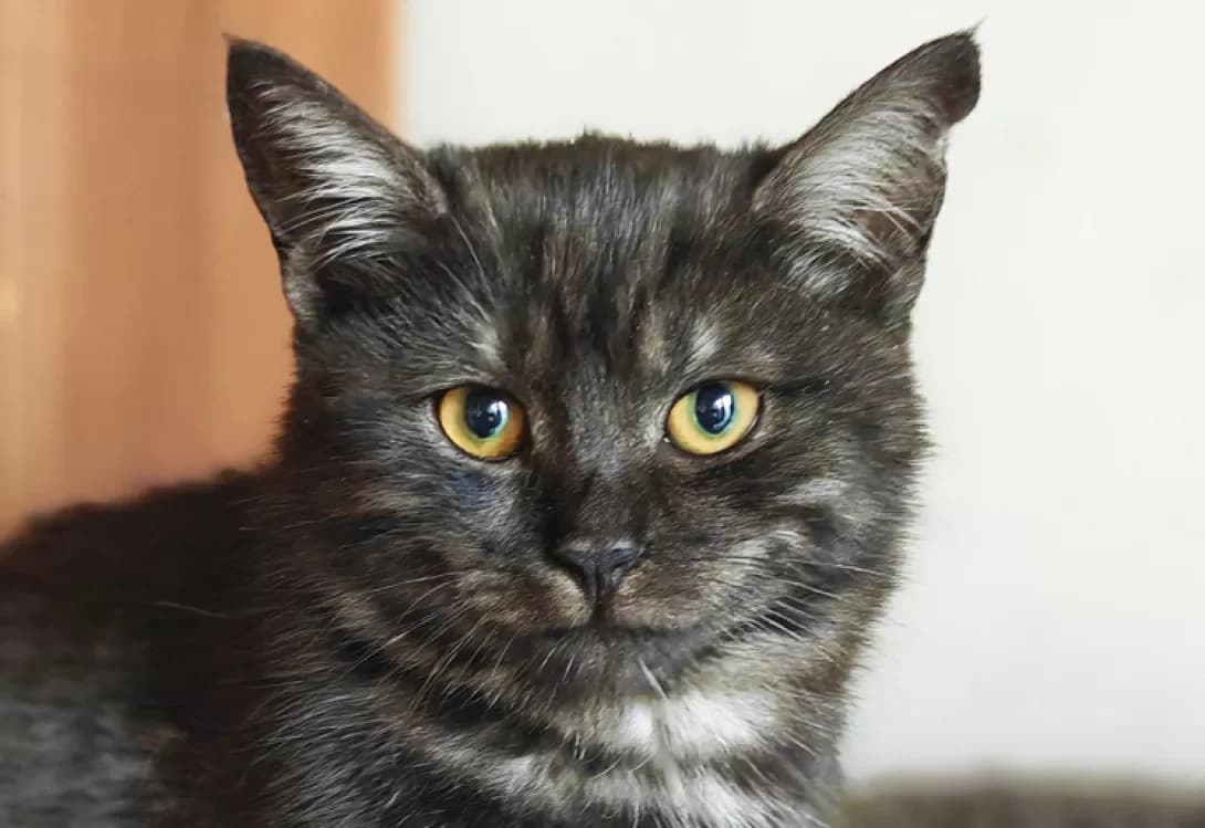 Britni (Брітні), Mixed Breed (Happy Paw Kyiv)