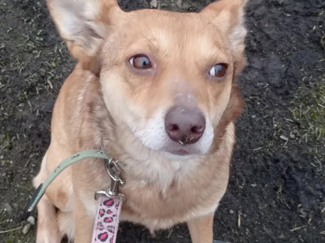 Stasya (Стася), Mixed Breed (Happy Paw Dnipro)