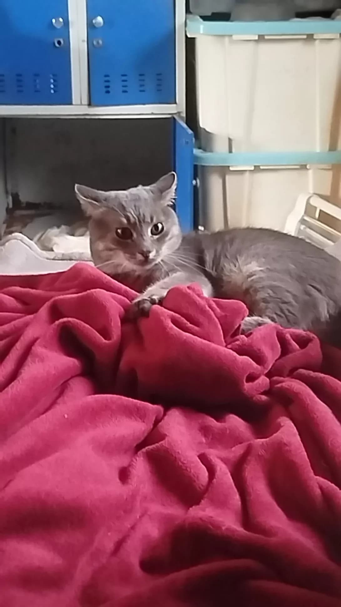 Yenot (Єнот), male 4yo Mixed Breed for adoption at Happy Paw Mykolaiv Oblast