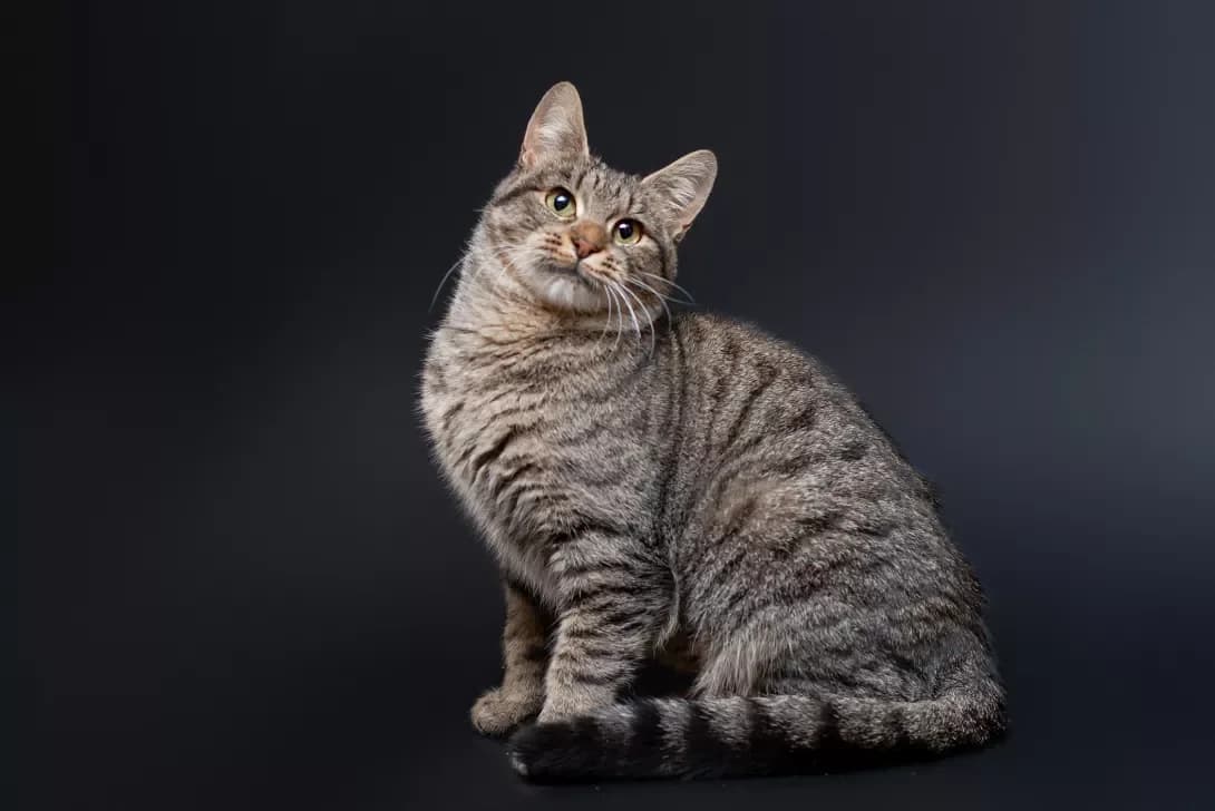 Khella (Хелла), Mixed Breed (Happy Paw Kyiv Oblast)