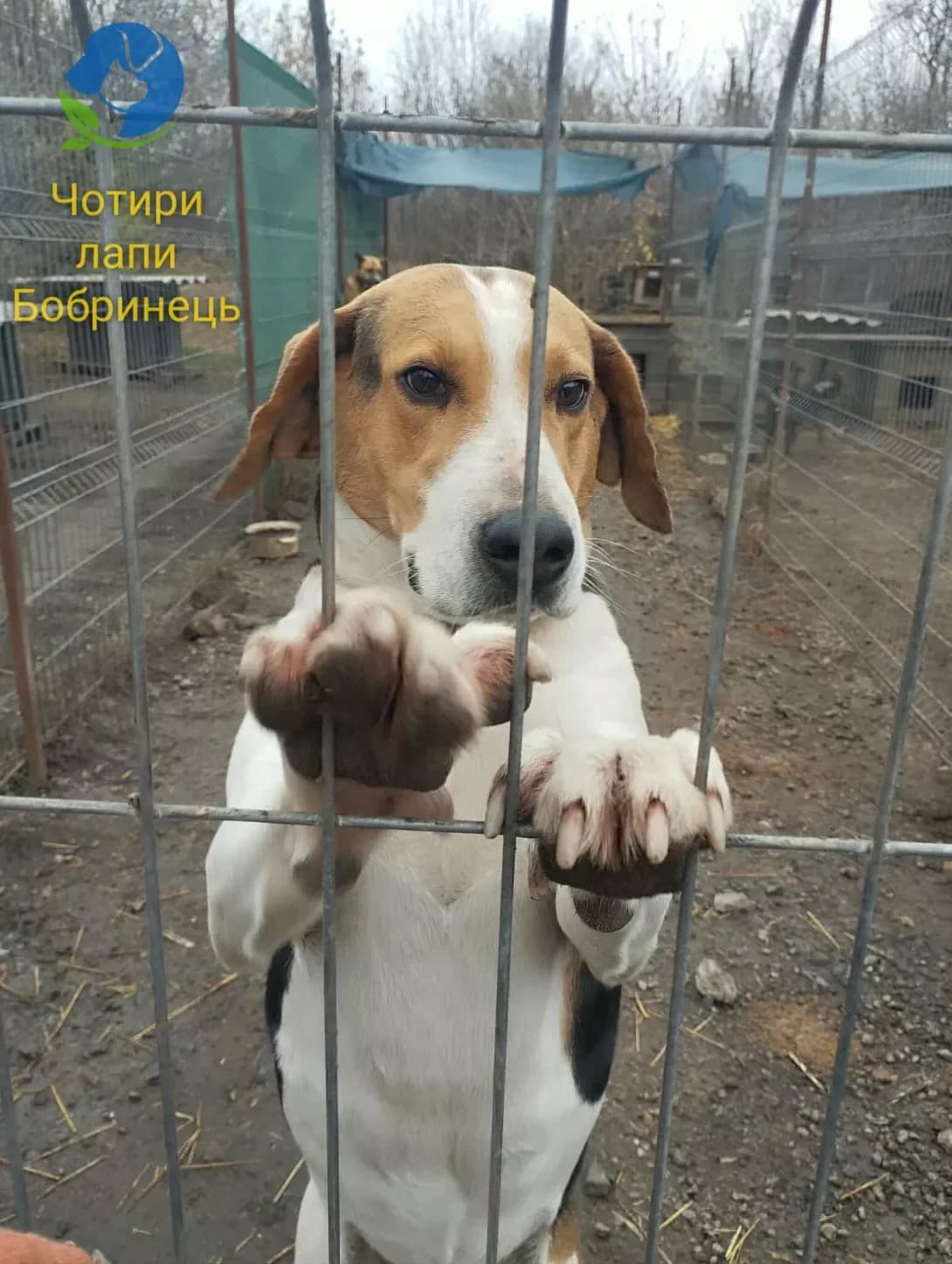 Dzhek (Джек), Mixed Breed (Happy Paw Kirovohrad)