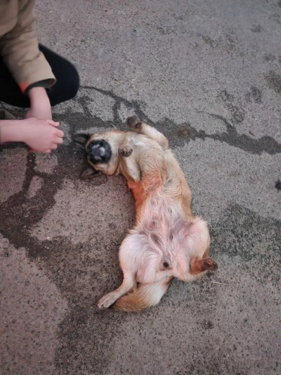 Nemaye (Немає), female young Mixed Breed for adoption at Happy Paw Kyiv