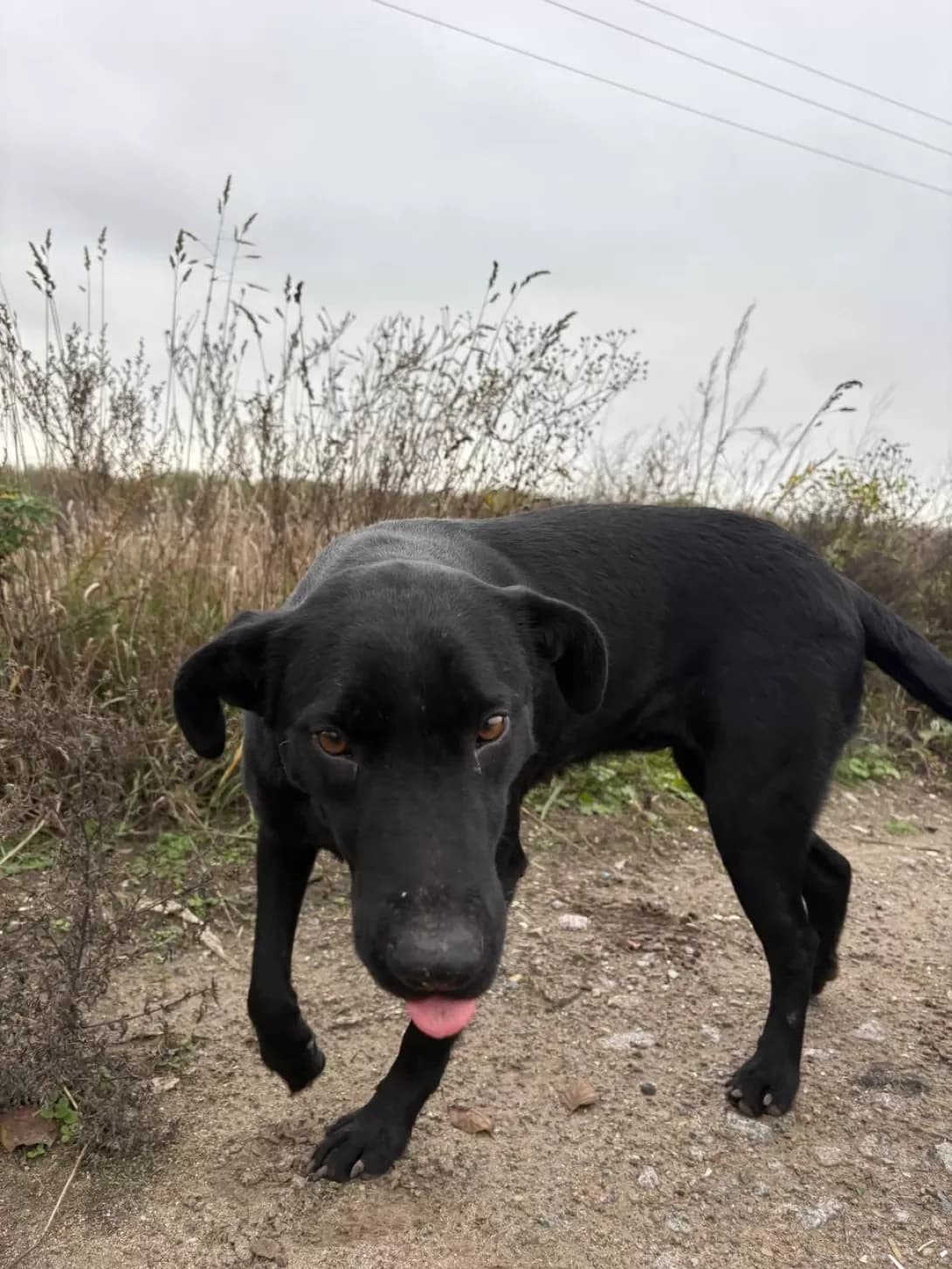 Nemaye (Немає), female young Mixed Breed for adoption at Happy Paw Kyiv