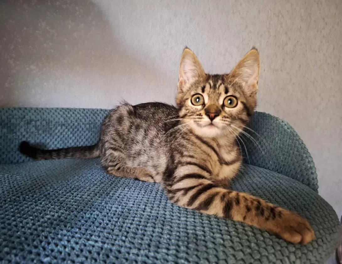 Chelsi (Челсі), Mixed Breed (Happy Paw Kyiv)