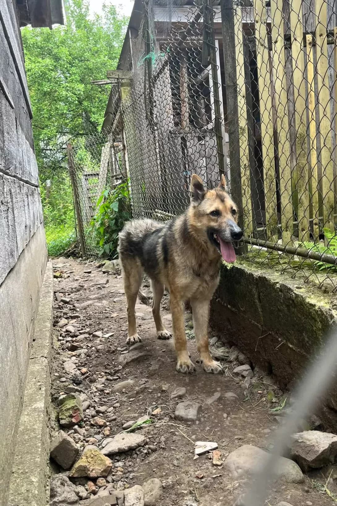 Druzhok (Дружок), male 5yo Mixed Breed for adoption at Happy Paw Zakarpattia Oblast