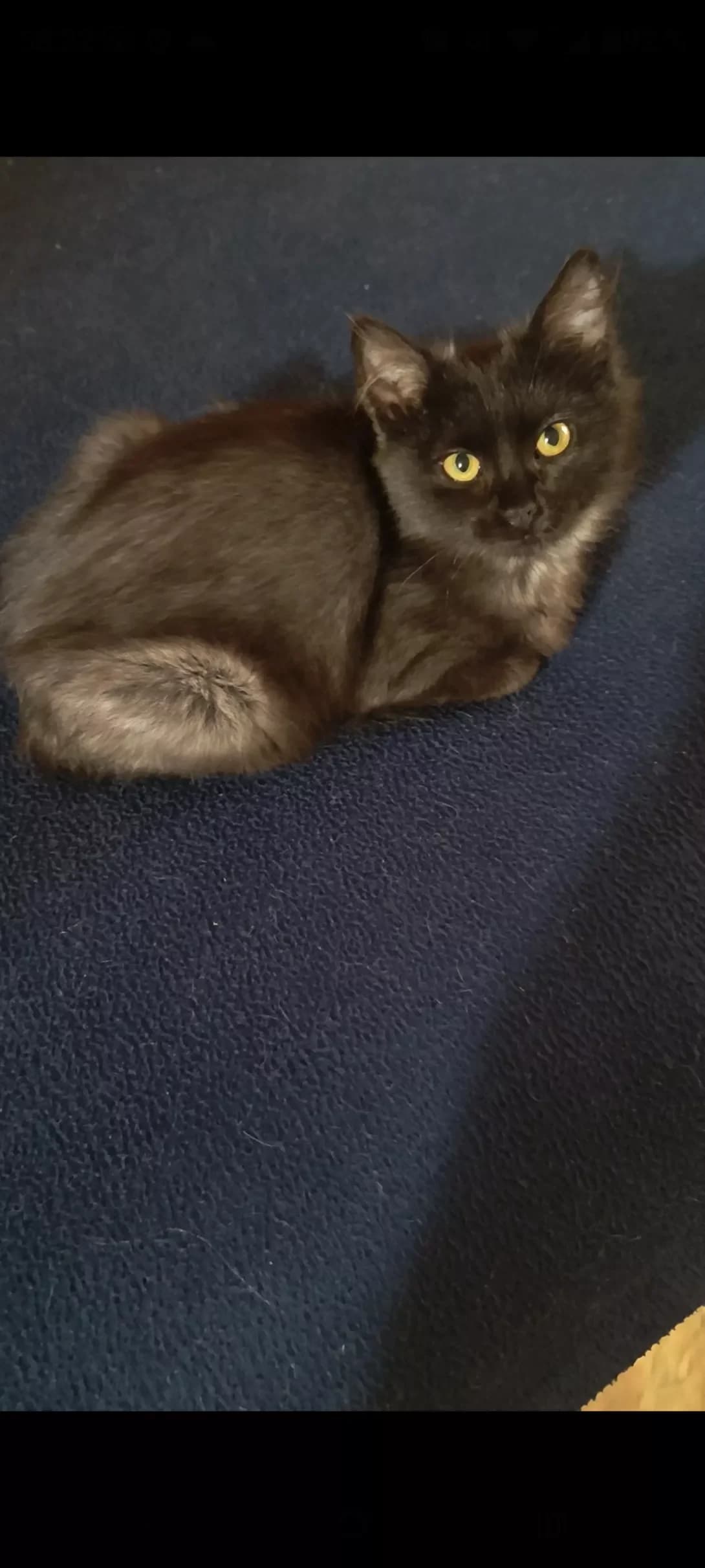 Betti (Бетті), female puppy Mixed Breed for adoption at Happy Paw Zakarpattia Oblast