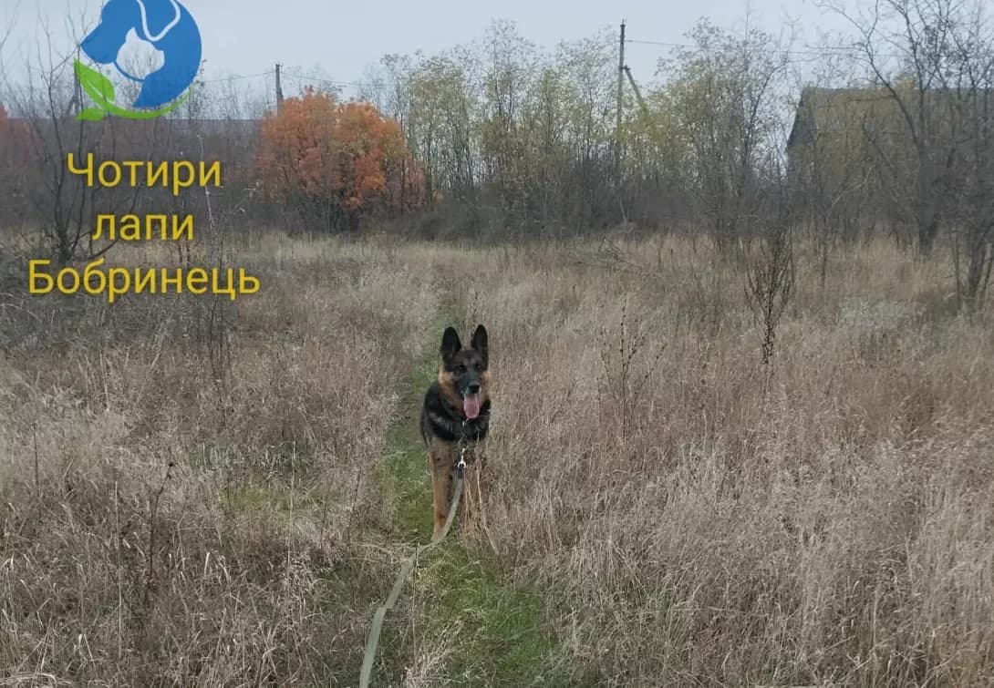 Leyla (Лейла), Mixed Breed (Happy Paw Kirovohrad)