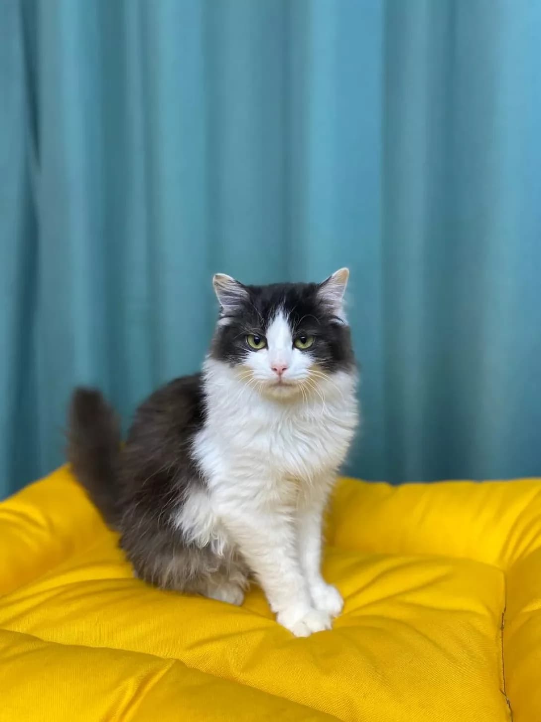 Keyt (Кейт), female puppy Mixed Breed for adoption at Happy Paw Sumy Oblast