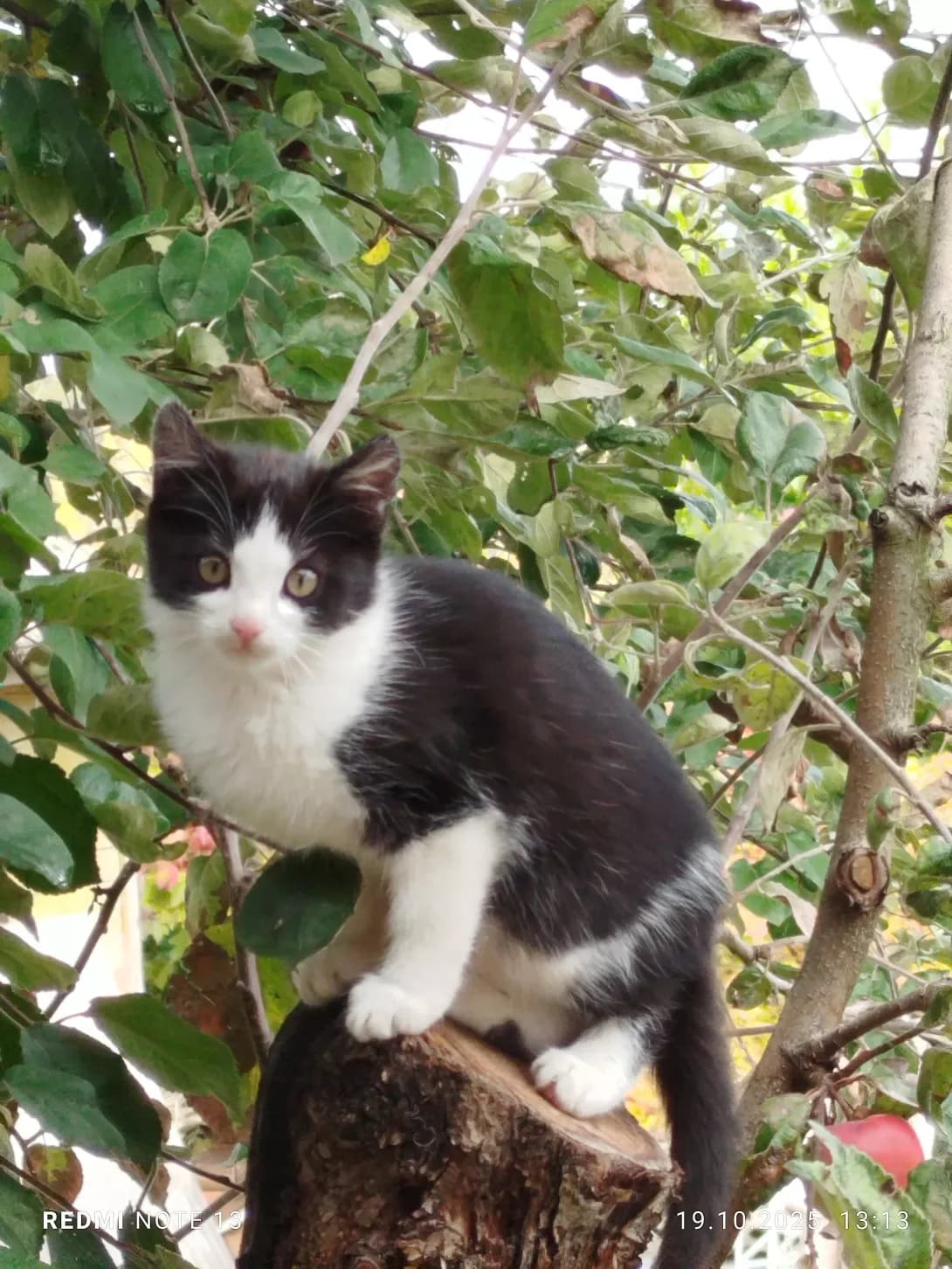 Miya (Мия), Mixed Breed (Happy Paw Kyiv)