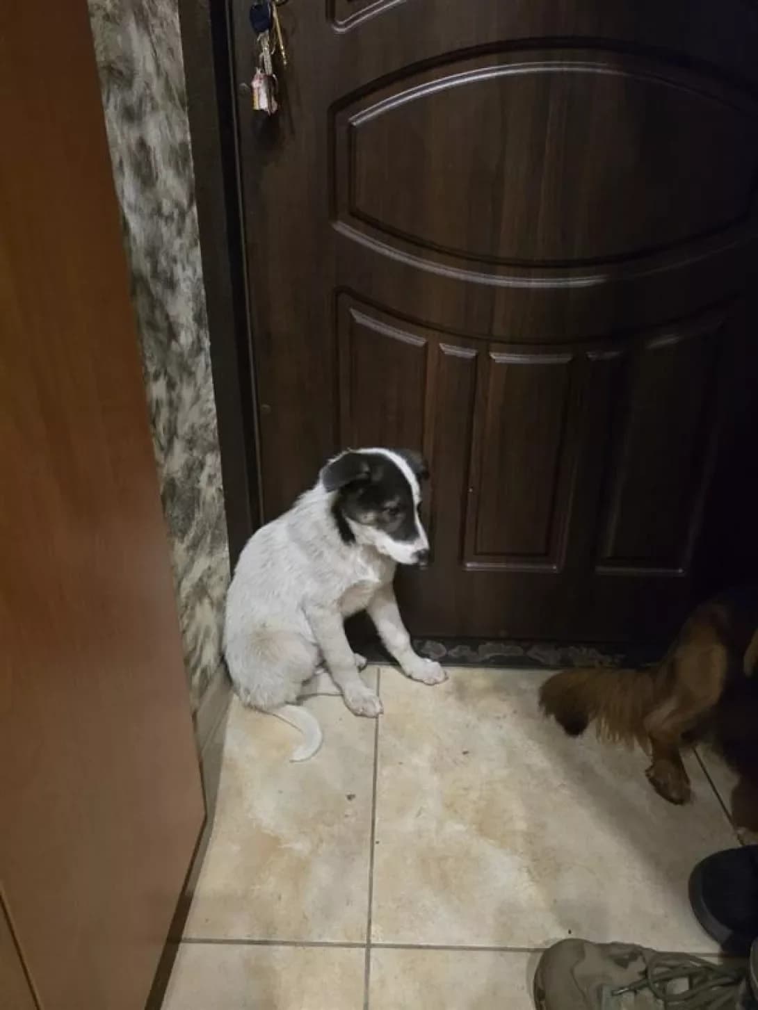 nemaye (немає), male puppy Mixed Breed for adoption at Happy Paw Kyiv