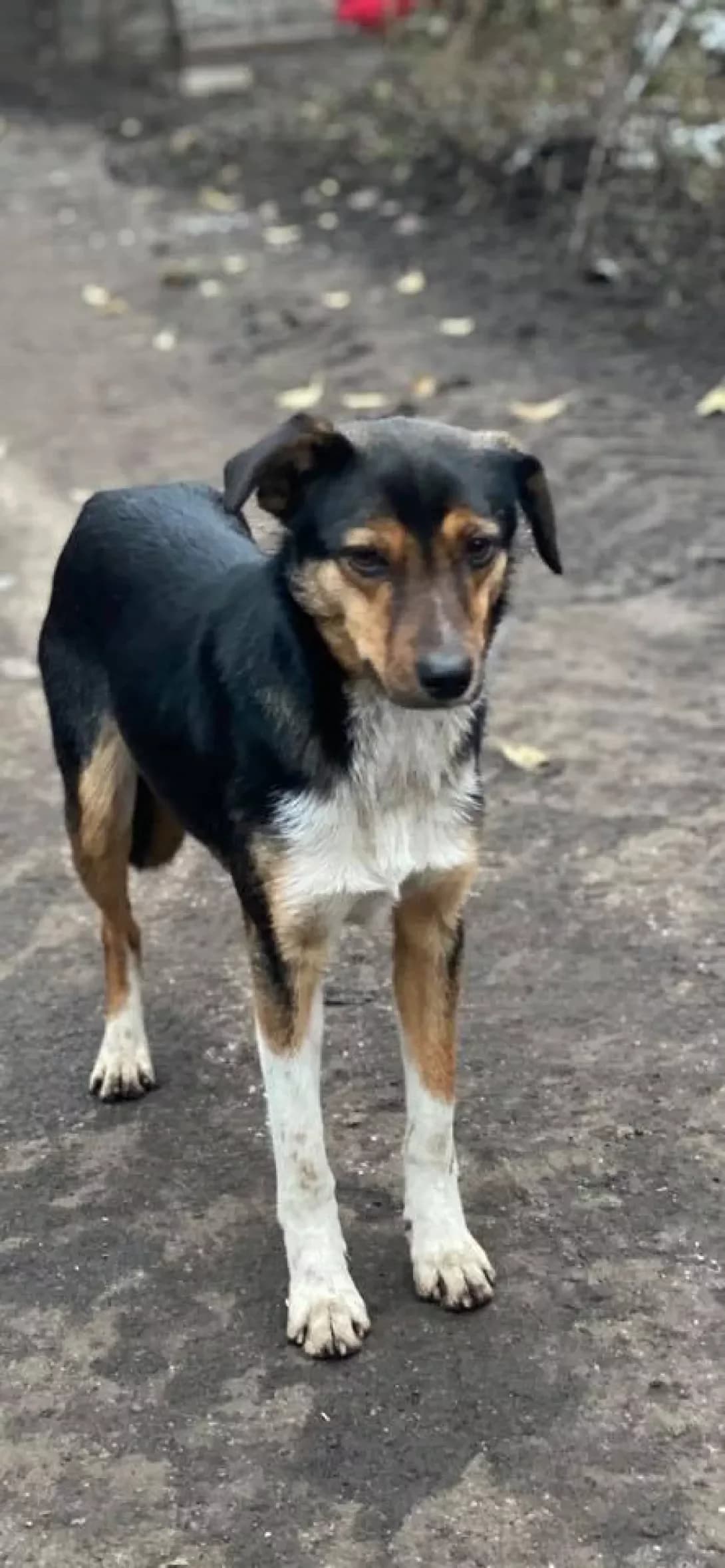 Anni (Анні), Mixed Breed (Happy Paw Kirovohrad)