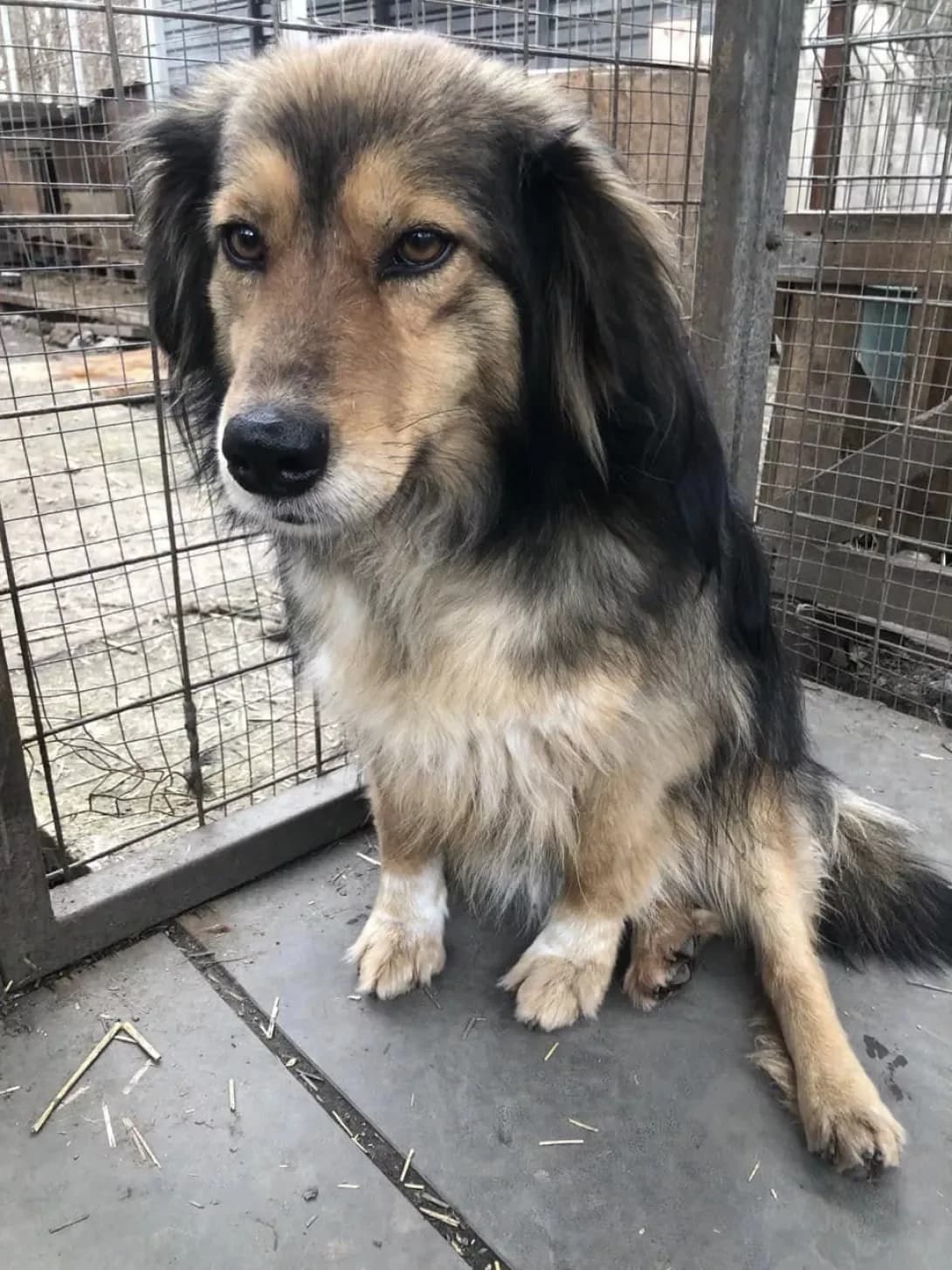 Lora (Лора), Mixed Breed (Happy Paw Kirovohrad)
