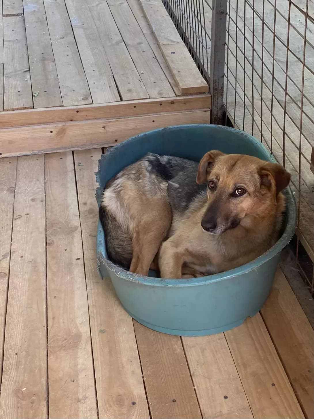 Sima (Сіма), Mixed Breed (Happy Paw Kirovohrad)
