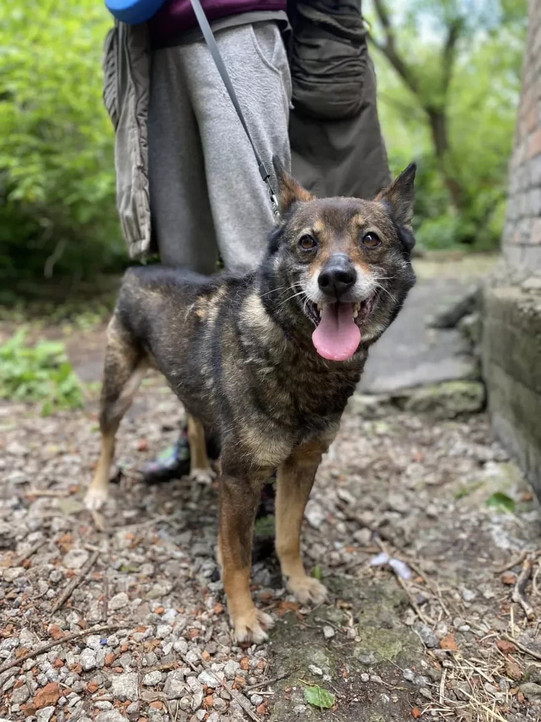 Druzhok (Дружок), Mixed Breed (Happy Paw Kirovohrad)
